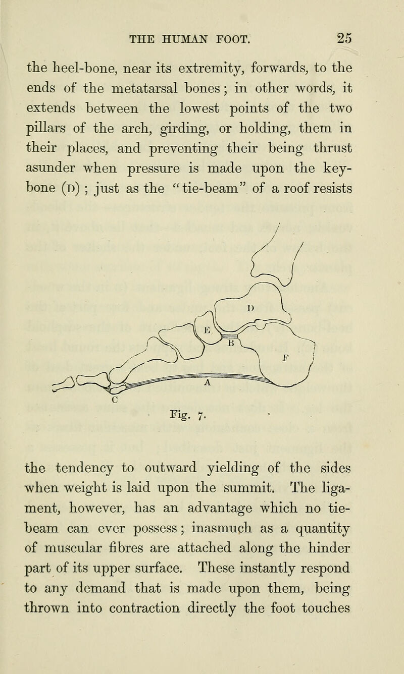 the heel-bone, near its extremity, forwards, to the ends of the metatarsal bones; in other words, it extends between the lowest points of the two pillars of the arch, girding, or holding, them in their places, and preventing their being thrust asunder when pressure is made upon the key- bone (d) ; just as the tie-beam of a roof resists Fig. 7. the tendency to outward yielding of the sides when weight is laid upon the summit. The liga- ment, however, has an advantage which no tie- beam can ever possess; inasmuch as a quantity of muscular fibres are attached along the hinder part of its upper surface. These instantly respond to any demand that is made upon them, being thrown into contraction directly the foot touches