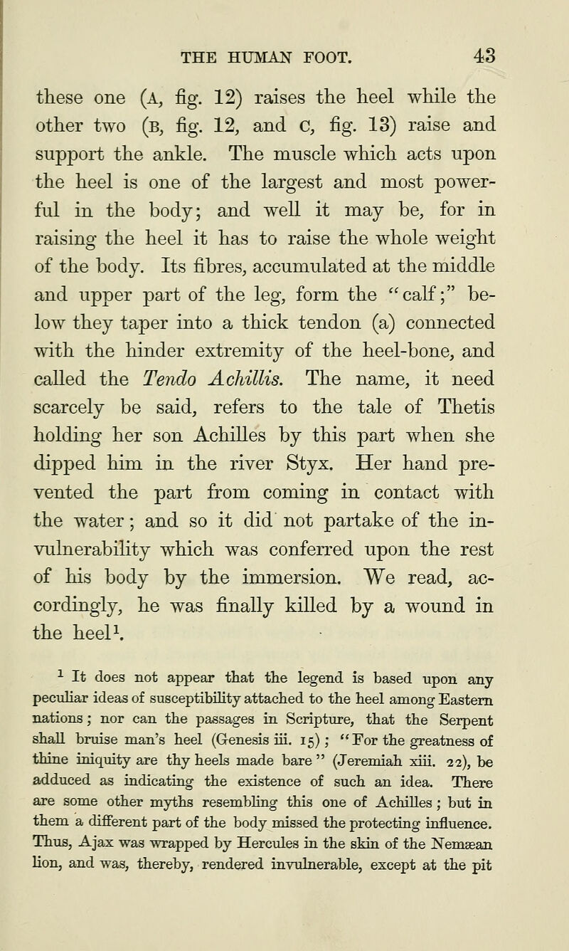 these one (a, jfig. 12) raises the heel while the other two (b, fig. 12, and c, fig. 13) raise and support the ankle. The muscle which acts upon the heel is one of the largest and most power- ful in the body; and well it may be, for in raising the heel it has to raise the whole weight of the body. Its fibres, accumulated at the middle and upper part of the leg, form the calf; be- low they taper into a thick tendon (a) connected with the hinder extremity of the heel-bone, and called the Tendo A chillis. The name, it need scarcely be said, refers to the tale of Thetis holding her son Achilles by this part when she dipped him in the river Styx. Her hand pre- vented the part from coming in contact with the water; and so it did not partake of the in- vulnerability which was conferred upon the rest of his body by the immersion. We read, ac- cordingly, he was finally killed by a wound in the heeP. ^ It does not appear that the legend is based upon any peculiar ideas of susceptibility attached to the heel among Eastern nations; nor can the passages in Scripture, that the Serpent shall bruise man's heel (Genesis iii. 15);  For the greatness of thine iniqmty are thy heels made bare  (Jeremiah xiii. 22), be adduced as indicating the existence of such an idea. There are some other myths resembling this one of Achilles; but in them a different part of the body missed the protecting influence. Thus, Ajax was wrapped by Hercules in the skin of the Nemsean lion, and was, thereby, rendered invulnerable, except at the pit