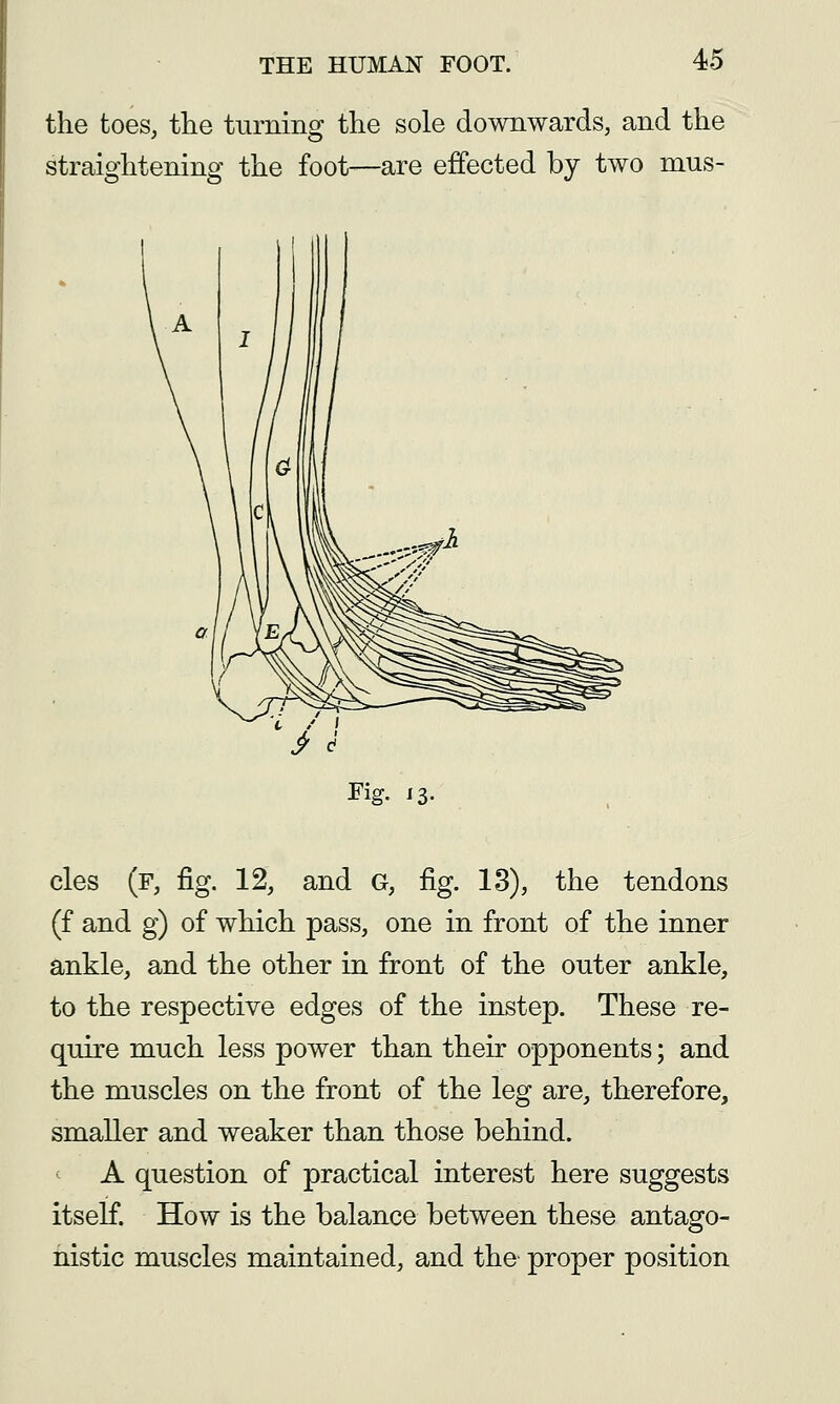 the toes, the turning the sole downwards, and the straightening the foot—are effected by two mus- Fig. 13. cles (f, fig. 12, and G, fig. 13), the tendons (f and g) of which pass, one in front of the inner ankle, and the other in front of the outer ankle, to the respective edges of the instep. These re- quire much less power than their opponents; and the muscles on the front of the leg are, therefore, smaller and weaker than those behind. A question of practical interest here suggests itself. How is the balance between these antago- nistic muscles maintained, and the proper position