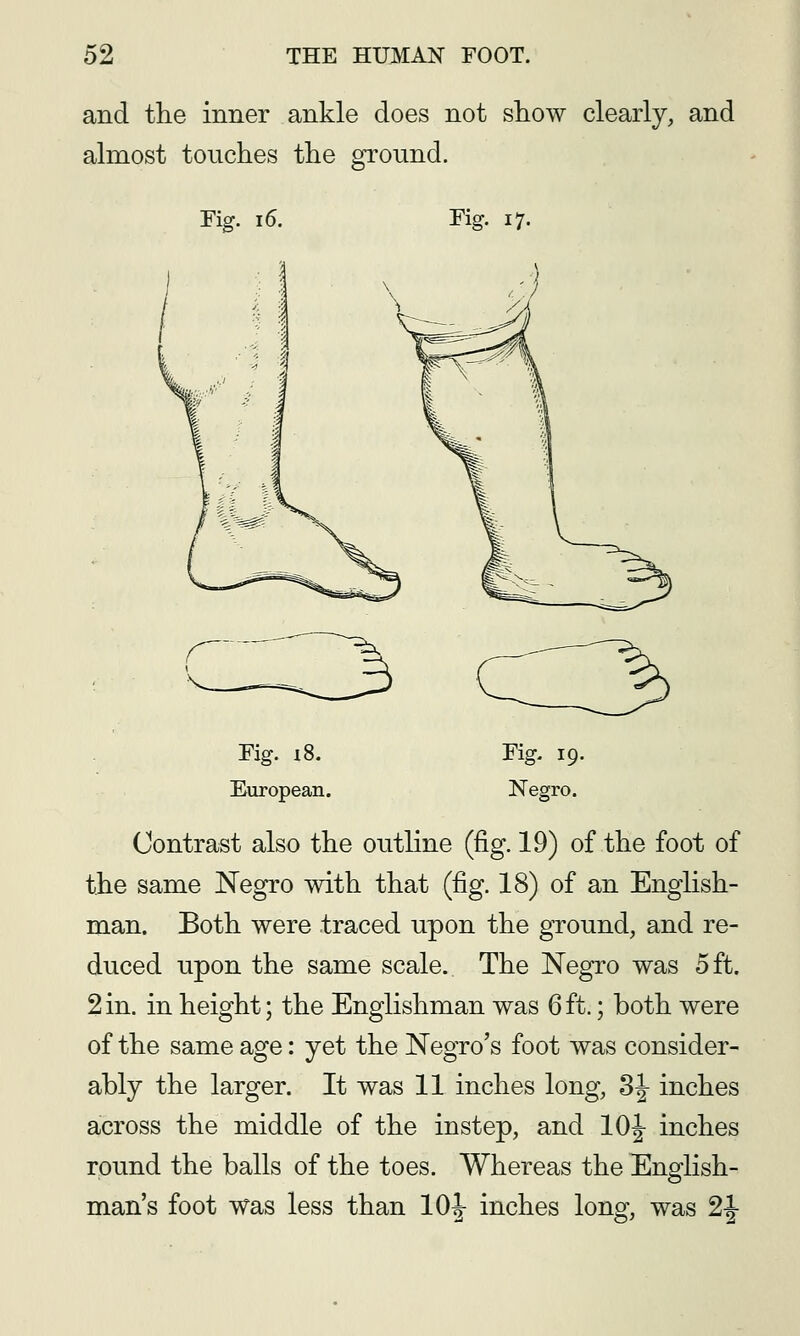 and the inner ankle does not show clearly, and almost touches the ground. rig. I6. Fig. 17. Fig. 18. European. Fig. 19. Negro. Contrast also the outline (fig. 19) of the foot of the same Negro with that (fig. 18) of an English- man. Both were traced upon the ground, and re- duced upon the same scale. The Negro was 5 ft. 2in. in height; the Englishman was 6ft.; both were of the same age: yet the Negro's foot was consider- ably the larger. It was 11 inches long, 8J- inches across the middle of the instep, and 10J inches round the balls of the toes. Whereas the English- man's foot was less than 10|- inches long, was 2-i-