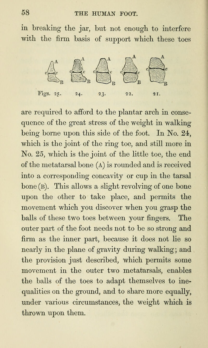 in breaking the jar, but not enough to interfere with the firm basis of support which these toes Figs. 25. 24. 23. 22. 21. are required to afford to the plantar arch in conse- quence of the great stress of the weight in walking being borne upon this side of the foot. In No. 24, which is the joint of the ring toe, and still more in No. 25, which is the joint of the little toe, the end of the metatarsal bone (a) is rounded and is received into a corresponding concavity or cup in the tarsal bone (b). This allows a slight revolving of one bone upon the other to take place, and permits the movement which you discover when you grasp the balls of these two toes between your fingers. The outer part of the foot needs not to be so strong and firm as the inner part, because it does not lie so nearly in the plane of gravity during walking; and the provision just described, which permits some movement in the outer two metatarsals, enables the balls of the toes to adapt themselves to ine- qualities on the ground, and to share more equally, under various circumstances, the weight which is thrown upon them.