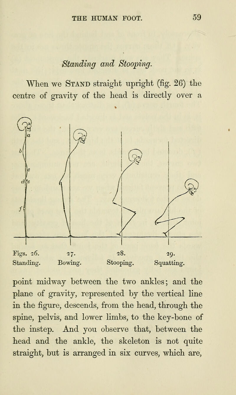 Standing and Stooping. Wlien we Stand straight upright (fig. 26) the centre of gravity of the head is directly over a m a f\ Figs. 26. Standing. 27. Bowing. 28. Stooping. 29. Squatting. point midway between the two ankles; and the plane of gravity, represented by the vertical line in the figure, descends, from the head, through the spine, pelvis, and lower Hmbs, to the key-bone of the instep. And you observe that, between the head and the ankle, the skeleton is not quite straight, but is arranged in six curves, which are,