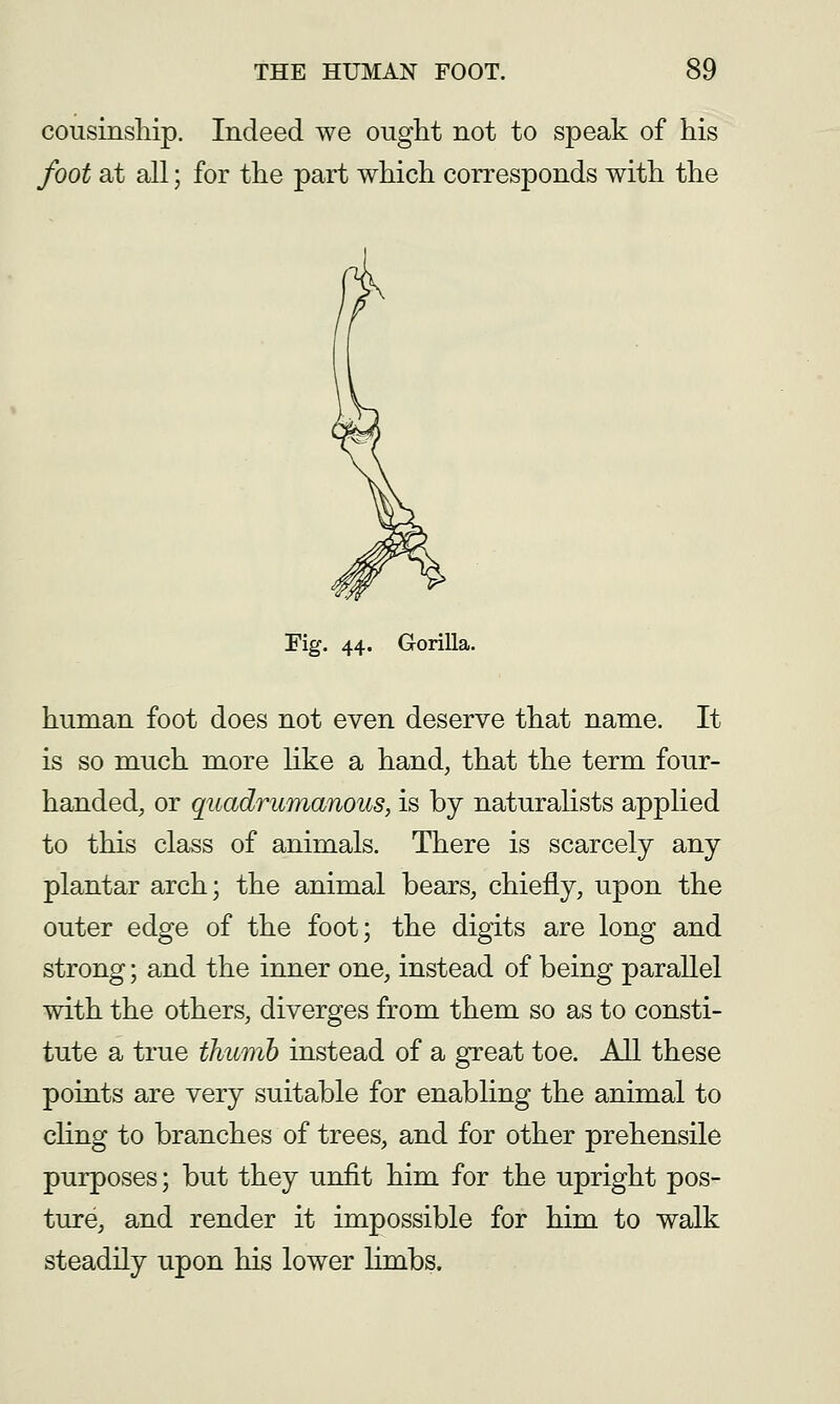 cousinsliip. Indeed we ought not to speak of his foot at all; for the part which corresponds with the Fig. 44. Gorilla. human foot does not even deserve that name. It is so much more hke a hand^ that the term four- handed, or quadrumanous, is by naturalists applied to this class of animals. There is scarcely any plantar arch; the animal bears, chiefly, upon the outer edge of the foot; the digits are long and strong; and the inner one, instead of being parallel with the others, diverges from them so as to consti- tute a true thumb instead of a great toe. AH these points are very suitable for enabling the animal to cling to branches of trees, and for other prehensile purposes; but they unfit him for the upright pos- ture, and render it impossible for him to walk steadily upon his lower limbs.
