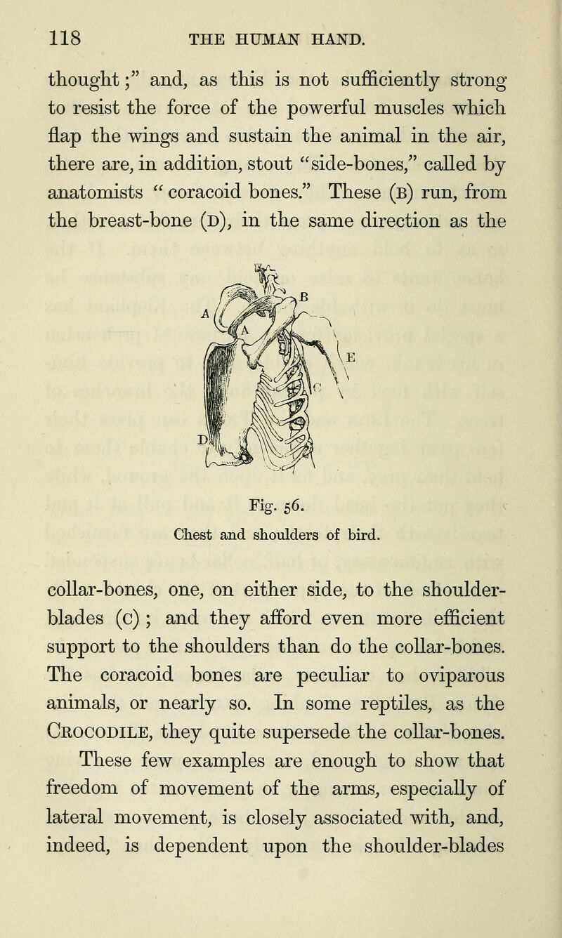 thought; and, as this is not sufficiently strong to resist the force of the powerful muscles which flap the wings and sustain the animal in the air, there are, in addition, stout side-bones, called by anatomists  coracoid bones. These (b) run, from the breast-bone (d), in the same direction as the Fig. 56. Chest and shoulders of bird. collar-bones, one, on either side, to the shoulder- blades (c); and they afford even more efficient support to the shoulders than do the collar-bones. The coracoid bones are peculiar to oviparous animals, or nearly so. In some reptiles, as the Crocodile, they quite supersede the collar-bones. These few examples are enough to show that freedom of movement of the arms, especially of lateral movement, is closely associated with, and, indeed, is dependent upon the shoulder-blades