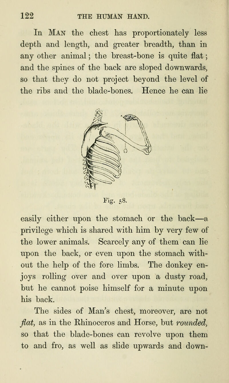 In Man the chest has proportionately less depth and length, and greater breadth, than hi any other animal; the breast-bone is quite flat; and the spines of the back are sloped downwards, so that they do not project beyond the level of the ribs and the blade-bones. Hence he can lie Fig. 58. easily either upon the stomach or the back—a privilege which is shared with him by very few of the lower animals. Scarcely any of them can lie upon the back, or even upon the stomach with- out the help of the fore limbs. The donkey en- joys rolling over and over upon a dusty road, but he cannot poise himself for a minute upon his back. The sides of Man's chest, moreover, are not flaty as in the Rhinoceros and Horse, but rounded, so that the blade-bones can revolve upon them to and fro, as well as slide upwards and down-