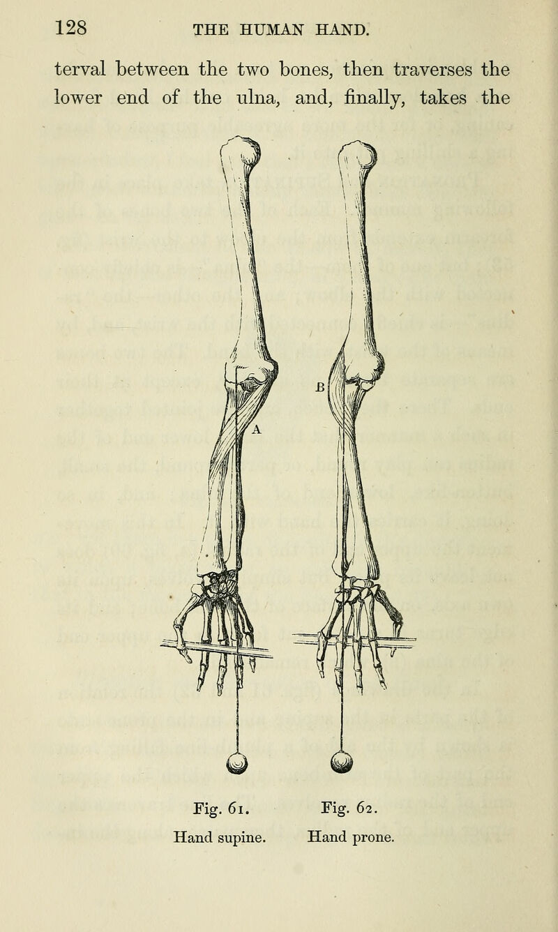 terval between the two bones, then traverses the lower end of the ulna, and, finally, takes the Fig. 6i. Hand supine. Fig. 62. Hand prone.