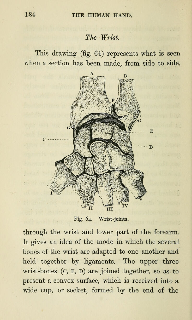 The Wrist. This drawing (fig. 64) represents what is seen when a section has been made, from side to side, Fig. 64. AVrist-joints. through the wrist and lower part of the forearm. It gives an idea of the mode in which the several bones of the wrist are adapted to one another and held together by ligaments. The upper three wrist-bones (c, E, d) are joined together, so as to present a convex surface, which is received into a wide cup, or socket, formed by the end of the