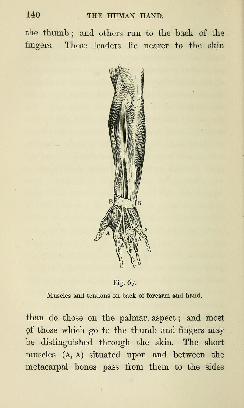 the thumb; and others run to the back of the fingers. These leaders he nearer to the skin Fig. 67. Muscles and tendons on back of forearm and hand. than do those on the palmar, aspect; and most of those which go to the thumb and fingers may be distinguished through the skin. The short muscles (a, a) situated upon and between the metacarpal bones pass from them to the sides