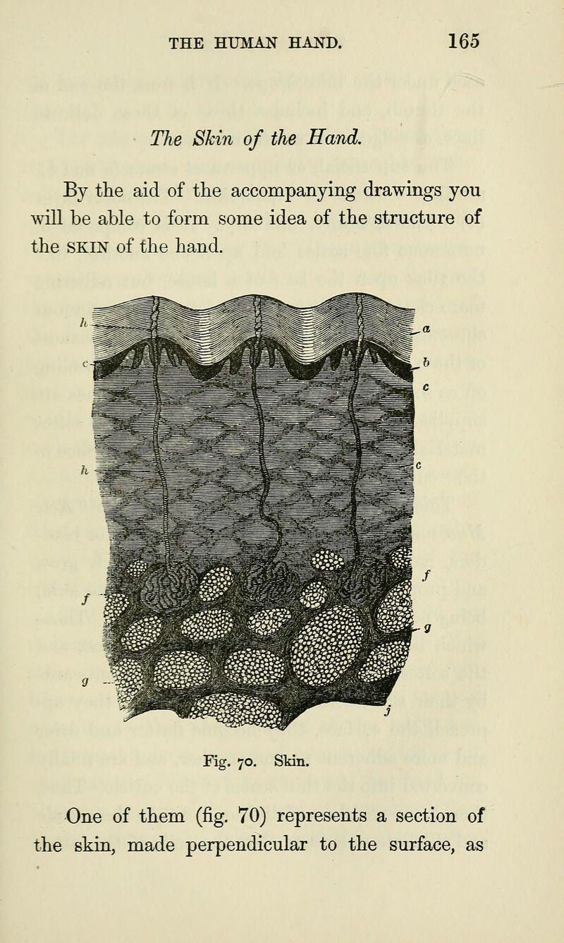 The Skin of the Hand. By the aid of the accompanying drawings you will be able to form some idea of the structure of the SKIN of the hand. Fig. 70. Skin. One of them (fig. 70) represents a section of the skin, made perpendicular to the surface, as