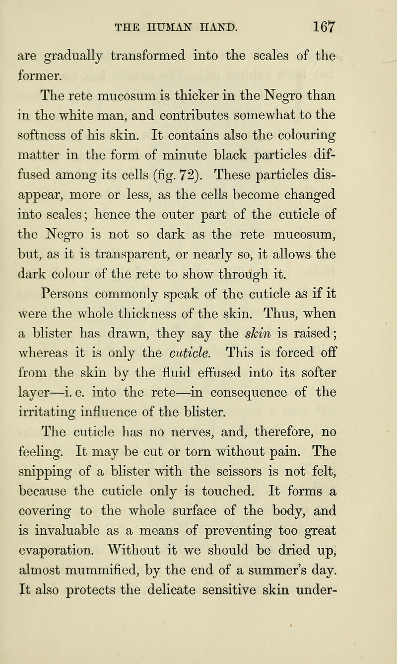 are gradually transformed into the scales of the former. The rete mucosum is thicker in the Negro than in the white man, and contributes somewhat to the softness of his skin. It contains also the colouring matter in the form of minute black particles dif- fused among its cells (fig. 72). These particles dis- appear, more or less, as the cells become changed into scales; hence the outer part of the cuticle of the Negro is not so dark as the rete mucosum, but, as it is transparent, or nearly so, it allows the dark colour of the rete to show through it. Persons commonly speak of the cuticle as if it were the whole thickness of the skin. Thus, when a blister has drawn, they say the skin is raised; whereas it is only the cuticle. This is forced off from the skin by the fluid effused into its softer layer—i. e. into the rete—in consequence of the irritating influence of the blister. The cuticle has no nerves, and, therefore, no feeling. It may be cut or torn without pain. The snipping of a blister with the scissors is not felt, because the cuticle only is touched. It forms a covering to the whole surface of the body, and is invaluable as a means of preventing too great evaporation. Without it we should be dried up,' almost mummified, by the end of a summer's day. It also protects the delicate sensitive skin under-