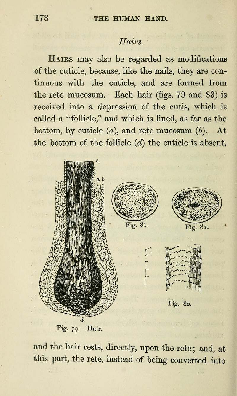 Hairs. Hairs may also be regarded as modifications of the cuticle, because, like the nails, they are con- tinuous with the cuticle, and are formed from the rete mucosum. Each hair (figs. 79 and 88) is received into a depression of the cutis, which is called a follicle, and which is lined, as far as the bottom, by cuticle (a), and rete mucosum (6). At the bottom of the follicle (d) the cuticle is absent. Fig. 82. Tig. 80. Fig. 79. Hair. and the hair rests, directly, upon the rete; and, at this part, the rete, instead of being converted into