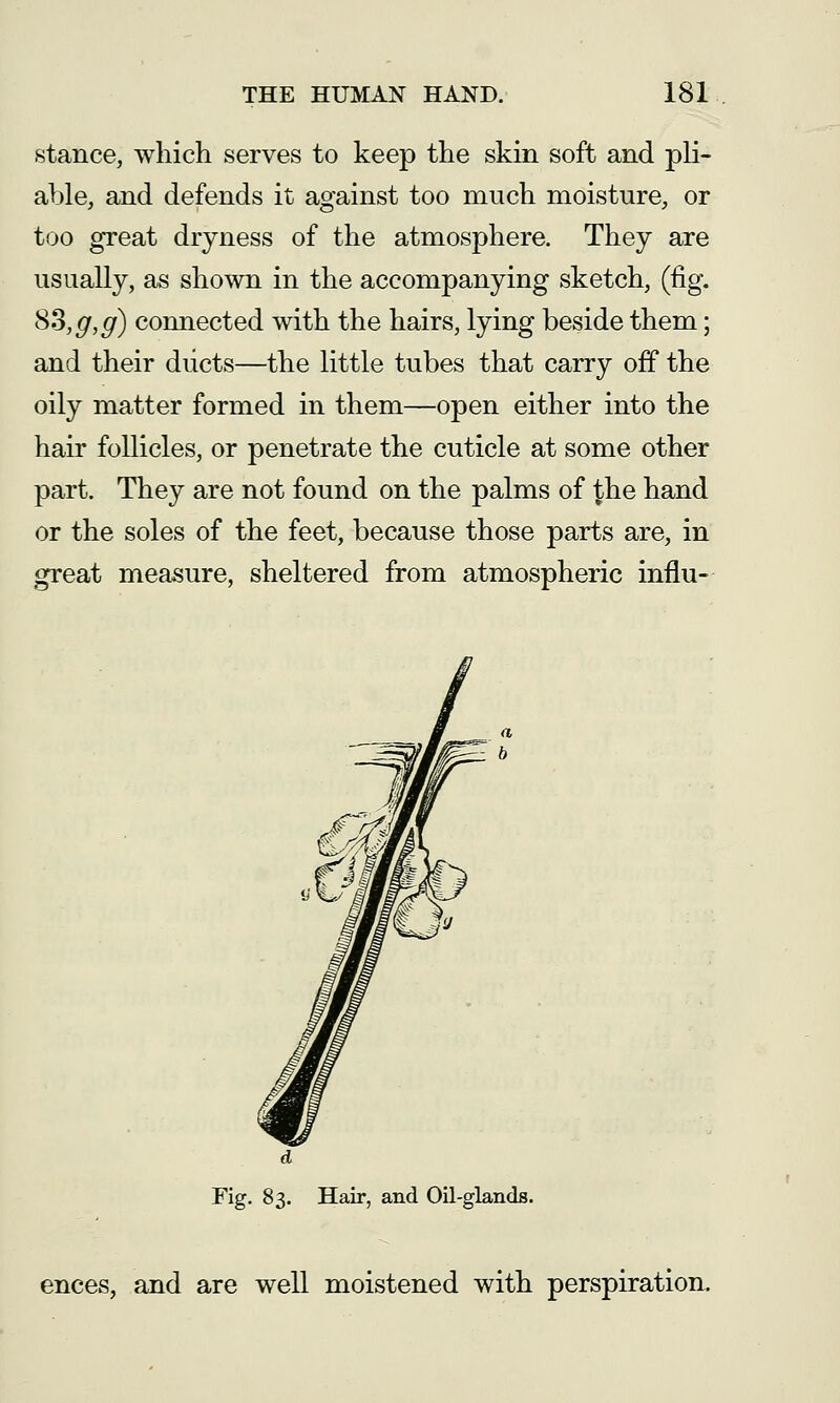 stance, which serves to keep the skin soft and pli- able, and defends it against too much moisture, or too great dryness of the atmosphere. They are usually, as shown in the accompanying sketch, (fig. SS,g,g) connected with the hairs, lying beside them; and their diicts—the little tubes that carry off the oily matter formed in them—open either into the hair follicles, or penetrate the cuticle at some other part. They are not found on the palms of the hand or the soles of the feet, because those parts are, in great measure, sheltered from atmospheric influ- a b Fig. 83. Hair, and Oil-glands. ences, and are well moistened with perspiration