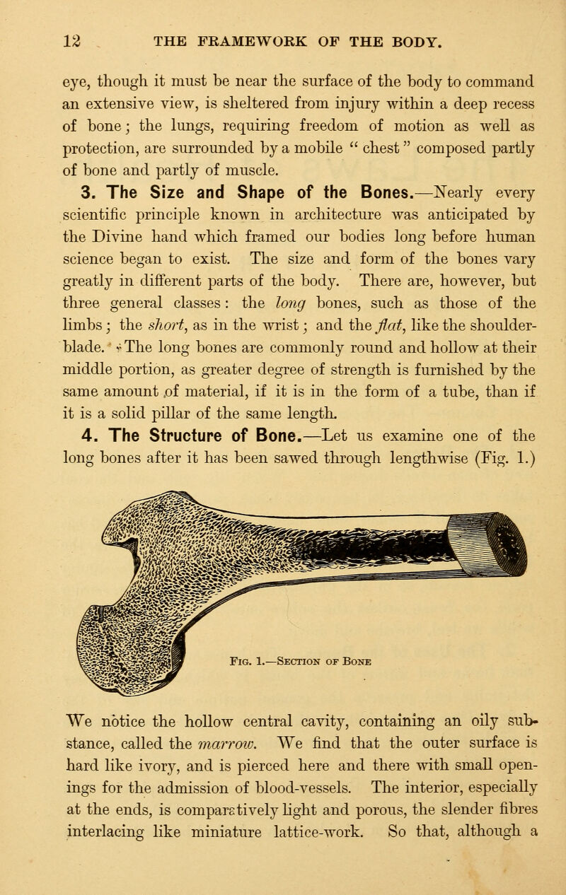 eye, though it must be near the surface of the body to command an extensive view, is sheltered from injury within a deep recess of bone; the lungs, requiring freedom of motion as well as protection, are surrounded by a mobile  chest  composed partly of bone and partly of muscle. 3. The Size and Shape of the Bones.—Nearly every scientific principle known in architecture was anticipated by the Divine hand which framed our bodies long before human science began to exist. The size and form of the bones vary greatly in different parts of the body. There are, however, but three general classes: the long bones, such as those of the limbs; the short, as in the wrist; and the flat, like the shoulder- blade. ■» The long bones are commonly round and hollow at their middle portion, as greater degree of strength is furnished by the same amount ,of material, if it is in the form of a tube, than if it is a solid pillar of the same length. 4. The Structure of Bone.—Let us examine one of the long bones after it has been sawed through lengthwise (Fig. 1.) Fig. 1.—Section of Bone We notice the hollow central cavity, containing an oily sub- stance, called the marroiv. We find that the outer surface is hard like ivory, and is pierced here and there with small open- ings for the admission of blood-vessels. The interior, especially at the ends, is compare tively light and porous, the slender fibres interlacing like miniature lattice-work. So that, although a