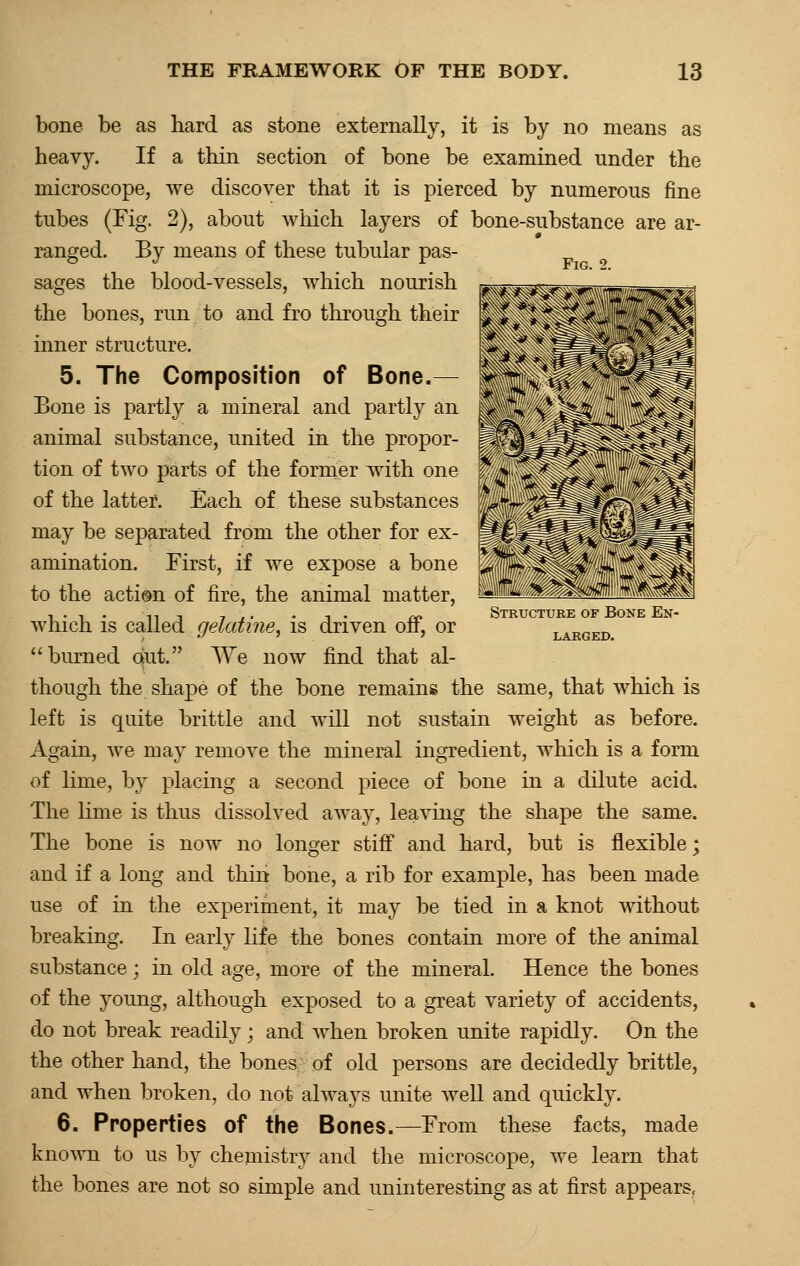Fig. 2. Structure of Bone En- larged. bone be as hard as stone externally, it is by no means as heavy. If a thin section of bone be examined under the microscope, we discover that it is pierced by numerous fine tubes (Fig. 2), about which layers of bone-substance are ar- ranged. By means of these tubular pas- sages the blood-vessels, which nourish the bones, run to and fro through their inner structure. 5. The Composition of Bone.— Bone is partly a mineral and partly an animal substance, united in the propor- tion of two parts of the former with one of the latter. Each of these substances may be separated from the other for ex- amination. First, if we expose a bone to the action of fire, the animal matter, which is called gelatine, is driven off, or burned out. We now find that al- though the shape of the bone remains the same, that which is left is quite brittle and will not sustain weight as before. Again, we may remove the mineral ingredient, which is a form of lime, by placing a second piece of bone in a dilute acid. The lime is thus dissolved away, leaving the shape the same. The bone is now no longer stiff and hard, but is flexible; and if a long and thin bone, a rib for example, has been made use of in the experiment, it may be tied in a knot without breaking. In early life the bones contain more of the animal substance; in old age, more of the mineral. Hence the bones of the young, although exposed to a great variety of accidents, do not break readily ; and when broken unite rapidly. On the the other hand, the bones of old persons are decidedly brittle, and when broken, do not always unite well and quickly. 6. Properties of the Bones.—From these facts, made known to us by chemistry and the microscope, we learn that the bones are not so simple and uninteresting as at first appears,