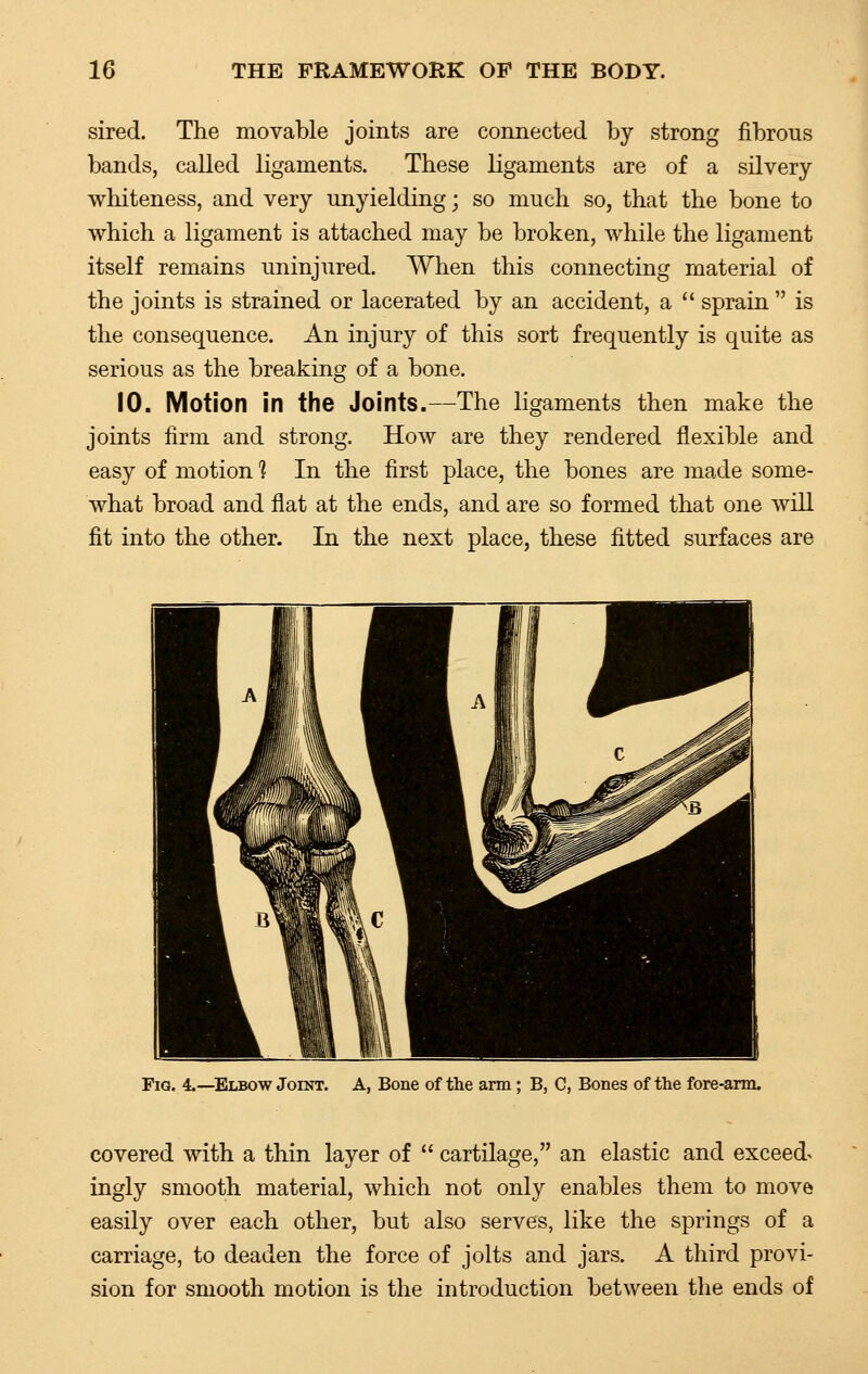 sired. The movable joints are connected by strong fibrous bands, called ligaments. These ligaments are of a silvery whiteness, and very unyielding; so much so, that the bone to which a ligament is attached may be broken, while the ligament itself remains uninjured. When this connecting material of the joints is strained or lacerated by an accident, a  sprain  is the consequence. An injury of this sort frequently is quite as serious as the breaking of a bone. 10. Motion in the Joints.—The ligaments then make the joints firm and strong. How are they rendered flexible and easy of motion % In the first place, the bones are made some- what broad and flat at the ends, and are so formed that one will fit into the other. In the next place, these fitted surfaces are Fig. 4.—Elbow Joint. A, Bone of the arm; B, C, Bones of the fore-arm. covered with a thin layer of  cartilage, an elastic and exceed^ ingly smooth material, which not only enables them to move easily over each other, but also serves, like the springs of a carriage, to deaden the force of jolts and jars. A third provi- sion for smooth motion is the introduction between the ends of