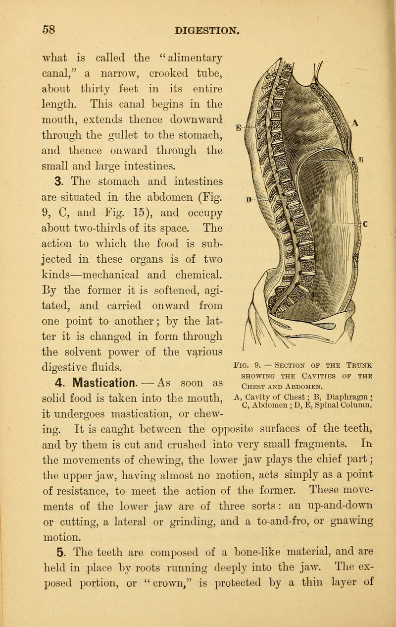 what is called the  alimentary canal, a narrow, crooked tube, about thirty feet in its entire length. This canal begins in the mouth, extends thence downward through the gullet to the stomach, and thence onward through the small and large intestines. 3. The stomach and intestines are situated in the abdomen (Fig. 9, C, and Fig. 15), and occupy about two-thirds of its space. The action to which the food is sub- jected in these organs is of two kinds—mechanical and chemical. By the former it is softened, agi- tated, and carried onward from one point to another; by the lat- ter it is changed in form through the solvent power of the various digestive fluids. 4. Mastication.—As soon as solid food is taken into the mouth, it undergoes mastication, or chew- ing. It is caught between the opposite surfaces of the teeth, and by them is cut and crushed into very small fragments. In the movements of chewing, the lower jaw plays the chief part; the upper jaw, having almost no motion, acts simply as a point of resistance, to meet the action of the former. These move- ments of the lower jaw are of three sorts : an up-and-down or cutting, a lateral or grinding, and a to-and-fro, or gnawing motion. 5. The teeth are composed of a bone-like material, and are held in place by roots running deeply into the jaw. The ex- posed portion, or  crown/' is protected by a thin layer of Fig. 9. — Section of the Trunk showing the cavities of the Chest and Abdomen. A, Cavity of Chest; B, Diaphragm i C, Abdomen ; D, E, Spinal Column,