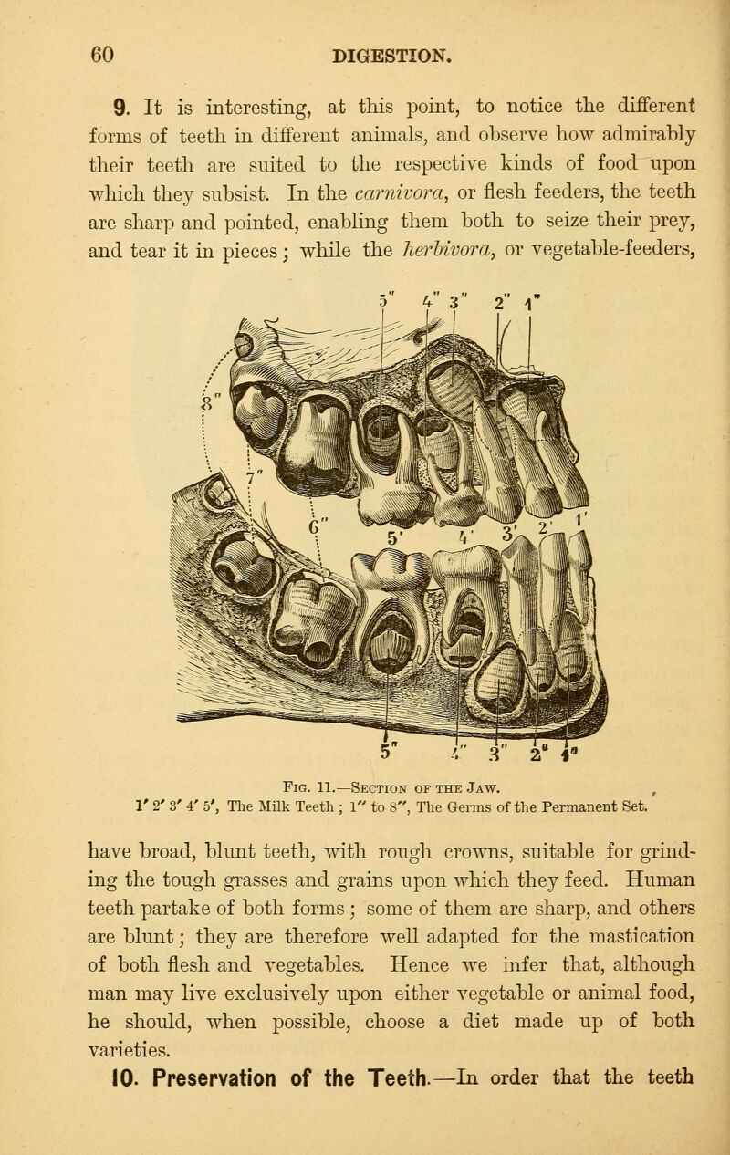 9. It is interesting, at this point, to notice the different forms of teeth in different animals, and observe how admirably their teeth are suited to the respective kinds of food upon which they subsist. In the carnivora, or flesh feeders, the teeth are sharp and pointed, enabling them both to seize their prey, and tear it in pieces; while the herbivora, or vegetable-feeders, Fig. 11.—Section of the Jaw. , 1' 2' 3' 4' 5', The Milk Teeth ; 1 to S, The Germs of the Permanent Set. have broad, blunt teeth, with rough crowns, suitable for grind- ing the tough grasses and grains upon which they feed. Human teeth partake of both forms ; some of them are sharp, and others are blunt; they are therefore well adapted for the mastication of both flesh and vegetables. Hence we infer that, although man may live exclusively upon either vegetable or animal food, he should, when possible, choose a diet made up of both varieties. 10. Preservation of the Teeth.—In order that the teeth