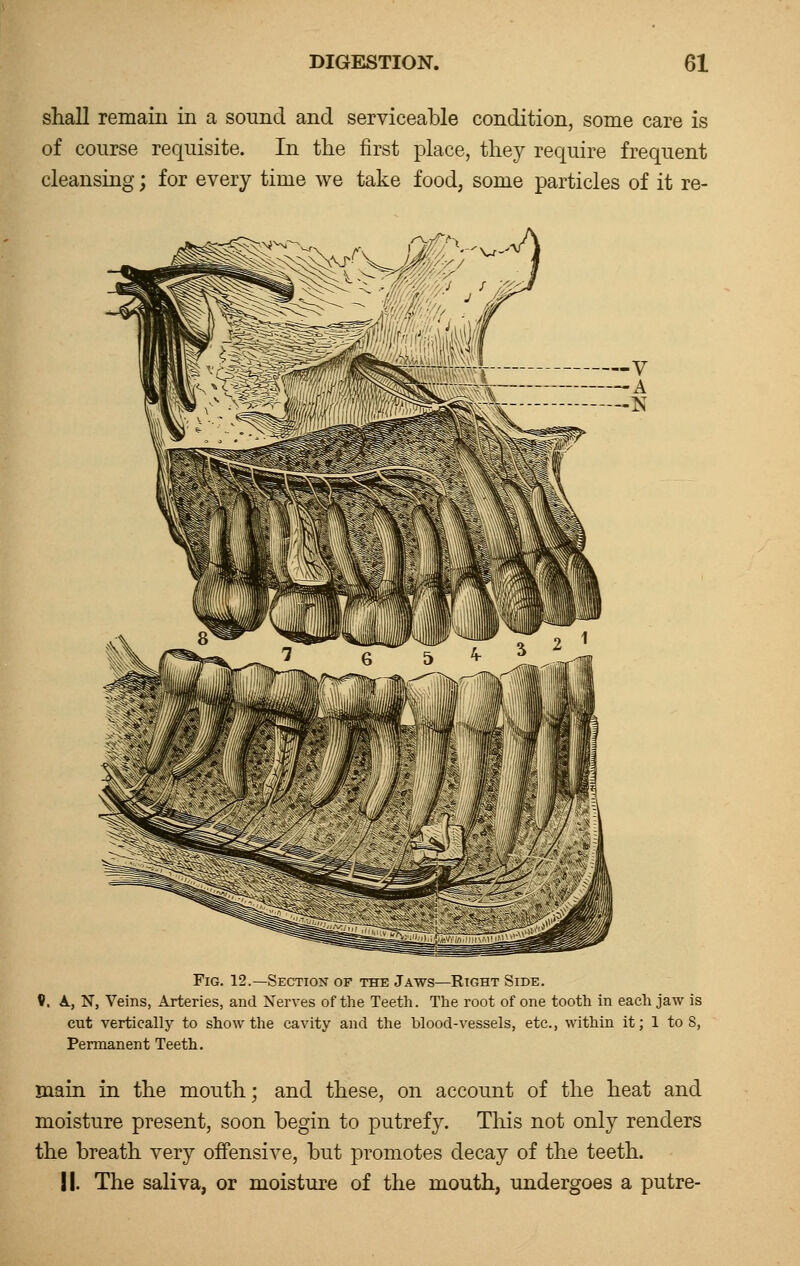 shall remain in a sound and serviceable condition, some care is of course requisite. In the first place, they require frequent cleansing; for every time we take food, some particles of it re- Fig. 12.—Section of the Jaws—Right Side. V. A., N, Veins, Arteries, and Nerves of the Teeth. The root of one tooth in each jaw is cut vertically to show the cavity and the blood-vessels, etc., within it; 1 to 8, Permanent Teeth. main in the mouth; and these, on account of the heat and moisture present, soon begin to putrefy. This not only renders the breath very offensive, but promotes decay of the teeth. II. The saliva, or moisture of the mouth, undergoes a putre-