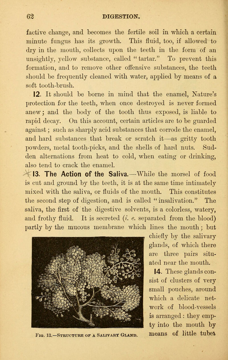 factive change, and becomes the fertile soil in which a certain minute fungus has its growth. This fluid, too, if allowed to dry in the mouth, collects upon the teeth in the form of an unsightly, yellow substance, called  tartar. To prevent this formation, and to remove other offensive substances, the teeth should be frequently cleaned with water, applied by means of a soft tooth-brush. 12. It should be borne in mind that the enamel, Nature's protection for the teeth, when once destroyed is never formed anew; and the body of the tooth thus exposed, is liable to rapid decay. On this account, certain articles are to be guarded against; such as sharply acid substances that corrode the enamel, and hard substances that break or scratch it—as gritty tooth powders, metal tooth-picks, and the shells of hard nuts. Sud- den alternations from heat to cold, when eating or drinking, also tend to crack the enamel. 13. The Action of the Saliva.—While the morsel of food is cut and ground by the teeth, it is at the same time intimately mixed with the saliva, or fluids of the mouth. This constitutes the second step of digestion, and is called insalivation. The saliva, the first of the digestive solvents, is a colorless, watery, and frothy fluid. It is secreted (?'. e. separated from the blood) partly by the mucous membrane which lines the mouth; but chiefly by the salivary glands, of which there are three pairs situ- ated near the mouth. 14. These glands con- sist of clusters of very small pouches, around which a delicate net- work of blood-vessels is arranged : they emp- ty into the mouth by Fig. 13.—Structure or a Salivary Gland. means of little tubeV BHP3 >*^i X ■ ; fr? ■ BwsEfcv. wmm-Ji .«©» _ ffSif) *rf~\*m PIKlliSi allll§v - %dafwStJ*alB?2@®^ immrn ' ***'y--St^ttm*^0] rra «nT7?I^? ■^SIS* la'i'^9. '?*} k~ytJK^t~m£S •SsfiSMr^l wWwMSmt* jTp^LZ^m -r-^-^SRg ^jfJl^k m*$H ^M0lp rngm l iM$IW™i- ^w£m& 1 isBy^pt-lB ^^jmmm^M^jmm -W^^ ^ -<i: ^-- _^< -js!b - : ^is» . _A.r:m* I ■^jQ&Sr^s - Jk 1 '5Mx2i|g 'Tim 4 h s, m mm™