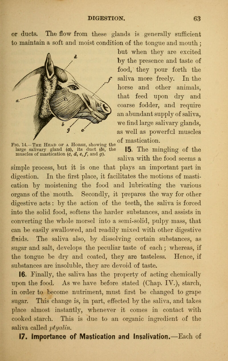 Fig. 14.—The Head of a Horse, showing the large salivary gland (a), its duct (&), the muscles of mastication (c, d, e,f, and g). or ducts. The flow from these glands is generally sufficient to maintain a soft and moist condition of the tongue and mouth; but when they are excited by the presence and taste of food, they pour forth the saliva more freely. In the horse and other animals, that feed upon dry and coarse fodder, and require an abundant supply of saliva, we find large salivary glands, as well as powerful muscles of mastication. 15. The mingling of the saliva with the food seems a simple process, but it is one that plays an important part in digestion. In the first place, it facilitates the motions of masti- cation by moistening the food and lubricating the various organs of the mouth. Secondly, it prepares the way for other digestive acts: by the action of the teeth, the saliva is forced into the solid food, softens the harder substances, and assists in converting the whole morsel into a semi-solid, pulpy mass, that can be easily swallowed, and readily mixed with other digestive fluids. The saliva also, by dissolving certain substances, as sugar and salt, develops the peculiar taste of each; whereas, if the tongue be dry and coated, they are tasteless. Hence, if substances are insoluble, they are devoid of taste. 16. Finally, the saliva has the property of acting chemically upon the food. As we have before stated (Chap. TV.), starch, in order to become nutriment, must first be changed to grape sugar. This change is, in part, effected by the saliva, and takes place almost instantly, whenever it comes in contact with cooked starch. This is due to an organic ingredient of the saliva called ptyalin. 17. Importance of Mastication and Insalivation.—Each of