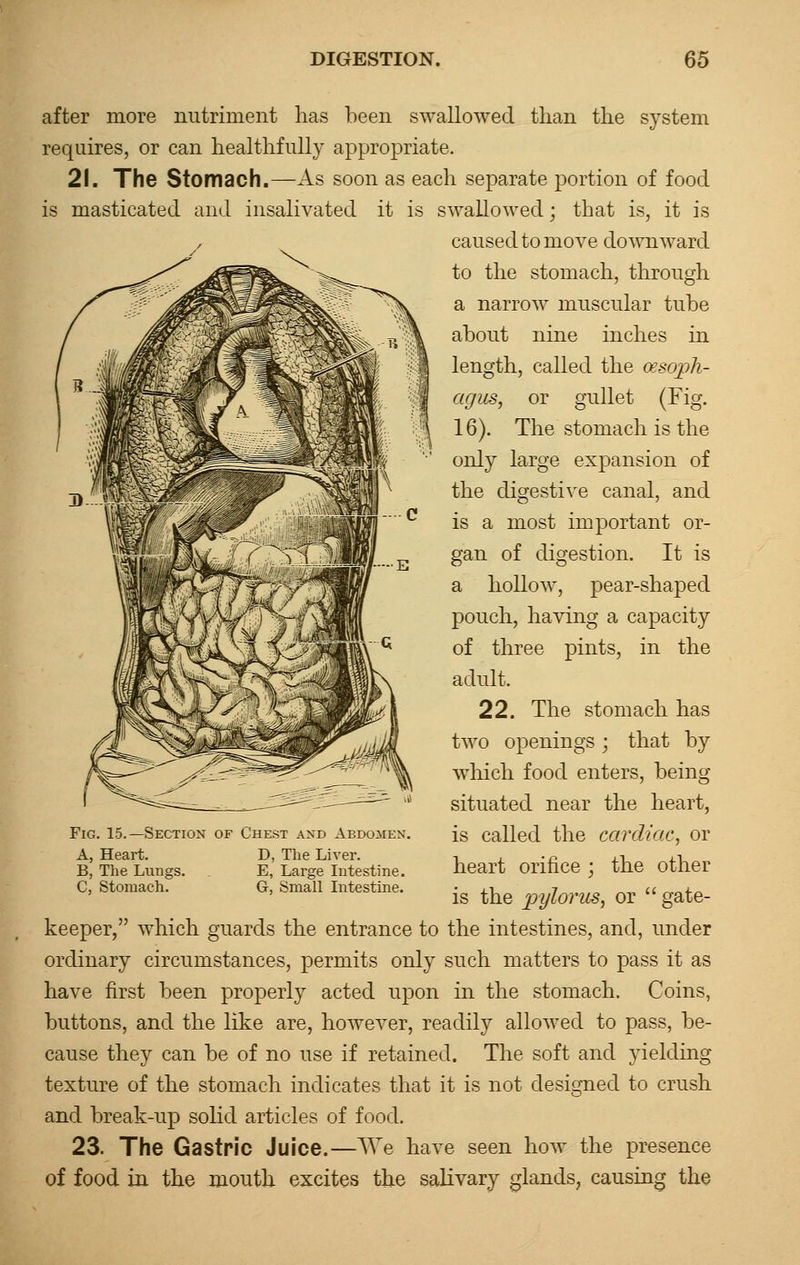 after more nutriment has been swallowed than the system requires, or can healthfully appropriate. 21. The Stomach.—As soon as each separate portion of food is masticated and insalivated it is swallowed; that is, it is caused to move downward to the stomach, through a narrow muscular tube about nine inches in length, called the oesoph- agus, or gullet (Fig. 16). The stomach is the only large expansion of the digestive canal, and is a most important or- gan of digestion. It is a hollow, pear-shaped pouch, having a capacity of three pints, in the adult. 22. The stomach has two openings; that by which food enters, being situated near the heart, is called the cardiac, or heart orifice ; the other is the pylorus, or  gate- keeper, which guards the entrance to the intestines, and, under ordinary circumstances, permits only such matters to pass it as have first been properly acted upon in the stomach. Coins, buttons, and the like are, however, readily allowed to pass, be- cause they can be of no use if retained. The soft and yielding texture of the stomach indicates that it is not designed to crush and break-up solid articles of food. 23. The Gastric Juice.—We have seen how the presence of food in the mouth excites the salivary glands, causing the Fig. 15.—Section of Chest and Abdomen. A, Heart. D, The Liver. B, The Lungs. E, Large Intestine. C, Stomach. G, Small Intestine.