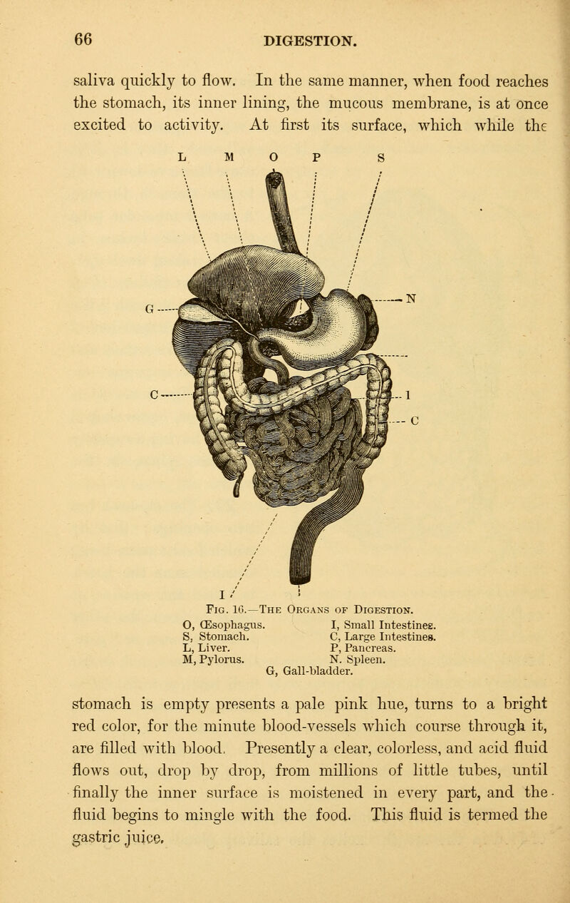 saliva quickly to flow. In the same manner, when food reaches the stomach, its inner lining, the mucous membrane, is at once excited to activity. At first its surface, which while the 1/ ! Fig. 10.—The Organs of Digestion. O, Oesophagus. S, Stomach. L, Liver. M, Pylorus. I, Small Intestines. C, Large Intestines. P, Pancreas. N. Spleen. G, Gall-bladder. stomach is empty presents a pale pink hue, turns to a bright red color, for the minute blood-vessels which course through it, are filled with blood. Presently a clear, colorless, and acid fluid flows out, drop by drop, from millions of little tubes, until finally the inner surface is moistened in every part, and the fluid begins to mingle with the food. This fluid is termed the gastric juice.