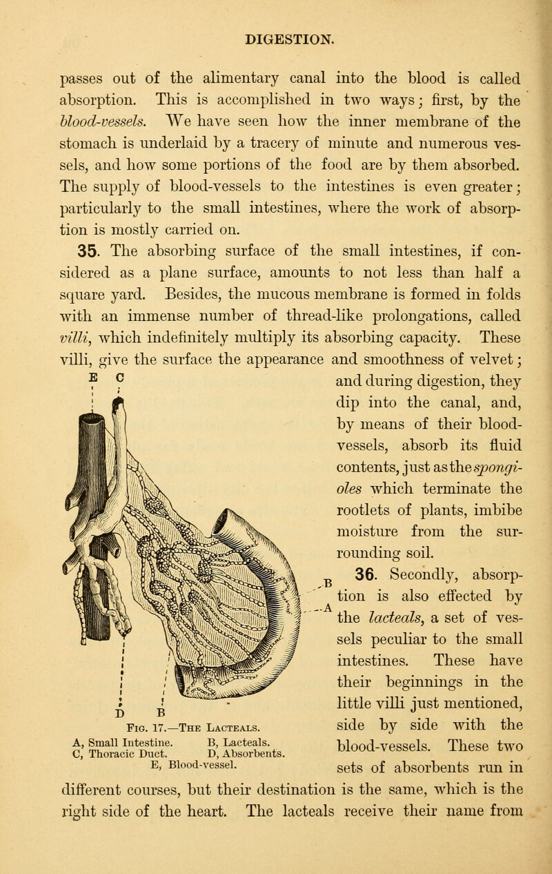 passes out of the alimentary canal into the blood is called absorption. This is accomplished in two ways; first, by the blood-vessels. We have seen how the inner membrane of the stomach is underlaid by a tracery of minute and numerous ves- sels, and how some portions of the food are by them absorbed. The supply of blood-vessels to the intestines is even greater; particularly to the small intestines, where the work of absorp- tion is mostly carried on. 35. The absorbing surface of the small intestines, if con- sidered as a plane surface, amounts to not less than half a square yard. Besides, the mucous membrane is formed in folds with an immense number of thread-like prolongations, called villi, which indefinitely multiply its absorbing capacity. These villi, give the surface the appearance and smoothness of velvet; *• 9 an(i during digestion, they dip into the canal, and, by means of their blood- vessels, absorb its fluid contents, just Sisthespongi- oles which terminate the rootlets of plants, imbibe moisture from the sur- rounding soil. 36. Secondly, absorp- tion is also effected by the lacteals, a set of ves- sels peculiar to the small intestines. These have their beginnings in the little villi just mentioned, side by side with the blood-vessels. These two sets of absorbents run in different courses, but their destination is the same, which is the right side of the heart. The lacteals receive their name from -\^^^^° -The Lacteals. D B Fig. 17.- A, Small Intestine. B, Lacteals. C, Thoracic Duct. D, Absorbents. E, Blood-vessel.