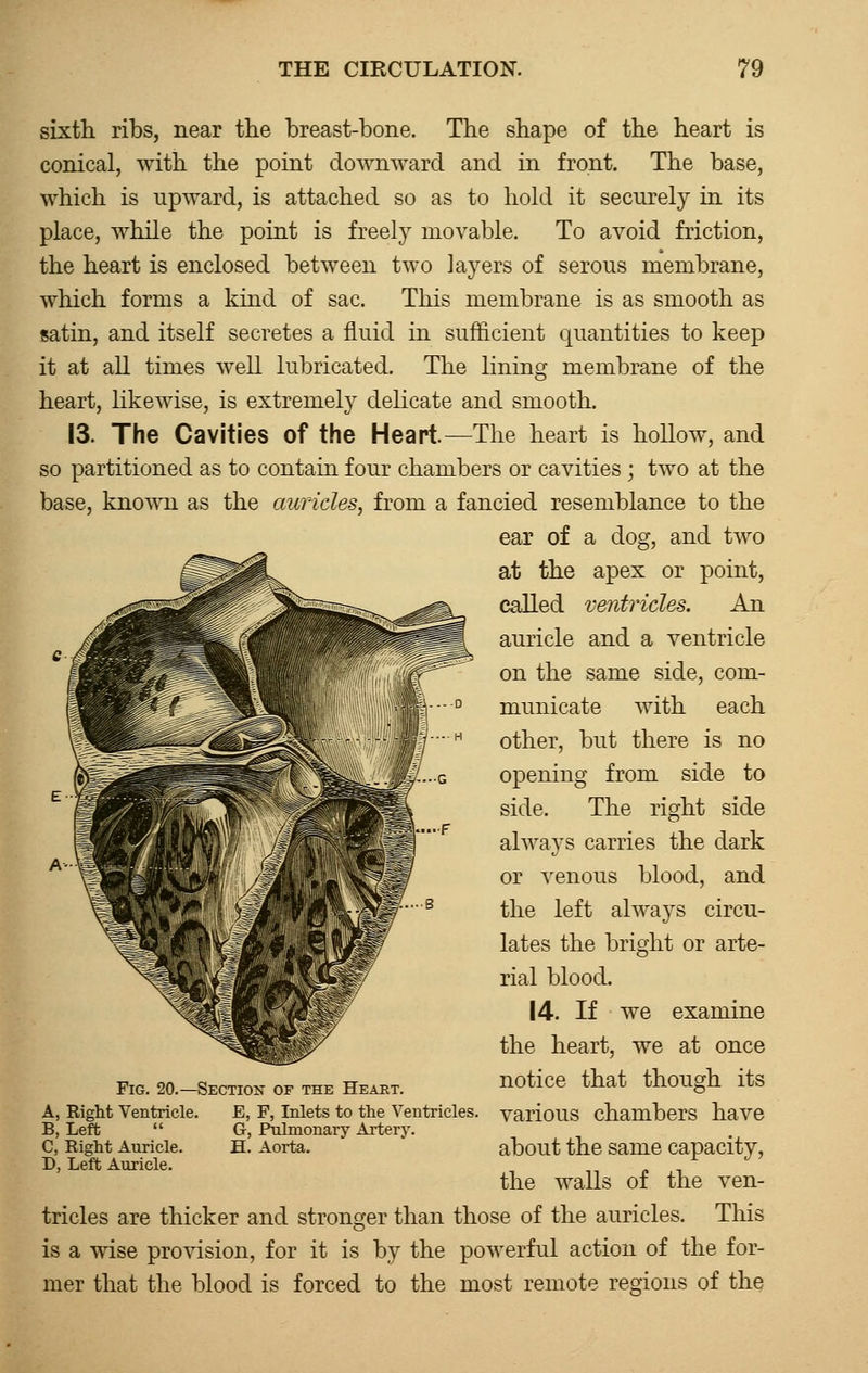 sixth ribs, near the breast-bone. The shape of the heart is conical, with the point downward and in front. The base, which is upward, is attached so as to hold it securely in its place, while the point is freely movable. To avoid friction, the heart is enclosed between two layers of serous membrane, which forms a kind of sac. This membrane is as smooth as satin, and itself secretes a fluid in sufficient quantities to keep it at all times well lubricated. The lining membrane of the heart, likewise, is extremely delicate and smooth. 13. The Cavities of the Heart.—The heart is hollow, and so partitioned as to contain four chambers or cavities; two at the base, known as the auricles, from a fancied resemblance to the ear of a dog, and two at the apex or point, called ventricles. An auricle and a ventricle on the same side, com- municate with each other, but there is no opening from side to side. The right side always carries the dark or venous blood, and the left always circu- lates the bright or arte- rial blood. 14. If we examine the heart, we at once notice that though its various chambers have about the same capacity, the walls of the ven- tricles are thicker and stronger than those of the auricles. This is a wise provision, for it is by the powerful action of the for- mer that the blood is forced to the most remote regions of the Fig. 20.—Section of the Heart. A, Right Ventricle. E, F, Inlets to the Ventricles. B, Left  G, Pulmonary Artery C, Right Auricle. D, Left Auricle. H. Aorta.
