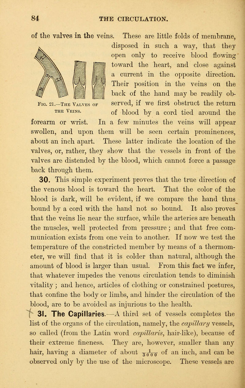 Fig. 21.—The Valves of the Veins. of the valves in the veins. These are little folds of membrane, disposed in such a way, that they open only to receive blood flowing toward the heart, and close against a current in the opposite direction. Their position in the veins on the back of the hand may be readily ob- served, if we first obstruct the return of blood by a cord tied around the forearm or wrist. In a few minutes the veins will appear swollen, and upon them will be seen certain prominences, about an inch apart. These latter indicate the location of the valves, or, rather, they show that the vessels in front of the valves are distended by the blood, which cannot force a passage back through them. 30. This simple experiment proves that the true direction of the venous blood is toward the heart. That the color of the blood is dark, will be evident, if we compare the hand thus bound by a cord with the hand not so bound. It also proves that the veins lie near the surface, while the arteries are beneath the muscles, well protected from pressure; and that free com- munication exists from one vein to another. If now we test the temperature of the constricted member by means of a thermom- eter, we will find that it is colder than natural, although the amount of blood is larger than usual. From this fact we infer, that whatever impedes the venous circulation tends to diminish vitality; and hence, articles of clothing or constrained postures, that confine the body or limbs, and hinder the circulation of the blood, are to be avoided as injurious to the health.  31. The Capillaries.—A third set of vessels completes the list of the organs of the circulation, namely, the capillary vessels, so called (from the Latin word capillaris, hair-like), because of their extreme fineness. They are, however, smaller than any hair, having a diameter of about -3 qVo °f an incn, and can be observed only by the use of the microscope. These vessels are