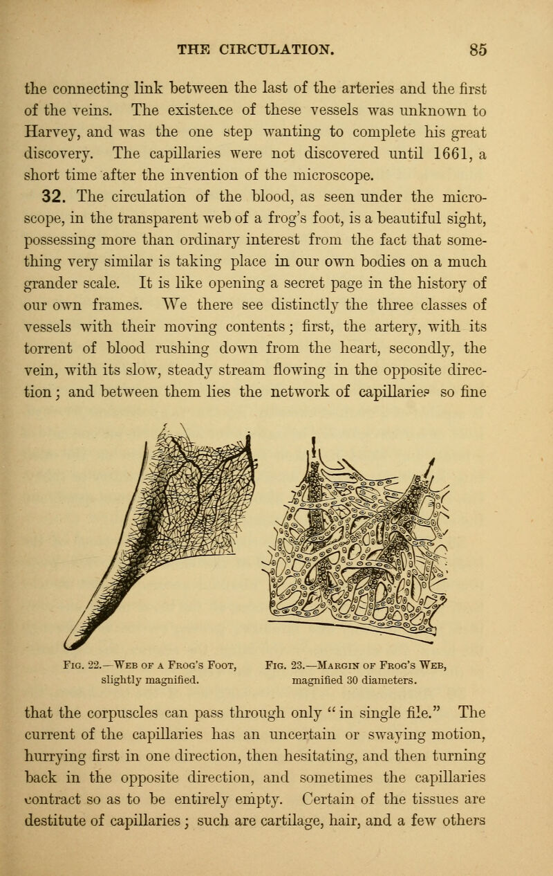 the connecting link between the last of the arteries and the first of the veins. The existence of these vessels was unknown to Harvey, and was the one step wanting to complete his great discovery. The capillaries were not discovered until 1661, a short time after the invention of the microscope. 32. The circulation of the blood, as seen under the micro- scope, in the transparent web of a frog's foot, is a beautiful sight, possessing more than ordinary interest from the fact that some- thing very similar is taking place in our own bodies on a much grander scale. It is like opening a secret page in the history of our own frames. We there see distinctly the three classes of vessels with their moving contents; first, the artery, with its torrent of blood rushing down from the heart, secondly, the vein, with its slow, steady stream flowing in the opposite direc- tion ; and between them lies the network of capillariep so fine Fig. 22.—Web of a Frog's Foot, slightly magnified. Fig. 23.—Margin of Frog's Web, magnified 30 diameters. that the corpuscles can pass through only in single file. The current of the capillaries has an uncertain or swaying motion, hurrying first in one direction, then hesitating, and then turning back in the opposite direction, and sometimes the capillaries contract so as to be entirely empty. Certain of the tissues are destitute of capillaries; such are cartilage, hair, and a few others