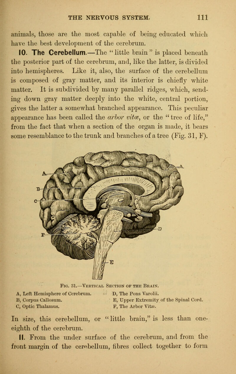 animals, those are the most capable of being educated which have the best development of the cerebrum. 10. The Cerebellum.—The little brain is placed beneath the posterior part of the cerebrum, and, like the latter, is divided into hemispheres. Like it, also, the surface of the cerebellum is composed of gray matter, and its interior is chiefly white matter. It is subdivided by many parallel ridges, which, send- ing down gray matter deeply into the white, central portion, gives the latter a somewhat branched appearance. This peculiar appearance has been called the arbor vitce, or the  tree of life, from the fact that when a section of the organ is made, it bears some resemblance to the trunk and branches of a tree (Fig. 31, F). Fig. 31.—Vertical Section of the Brain. A, Left Hemisphere of Cerebrum. D, The Pons Varolii. B, Corpus Callosum. C, Optic Thalamus. E, Upper Extremity of the Spinal Cord. F, The Arbor Vita?. In size, this cerebellum, or  little brain, is less than one- eighth of the cerebrum. II. From the under surface of the cerebrum, and from the front margin of the cerebellum, fibres collect together to form
