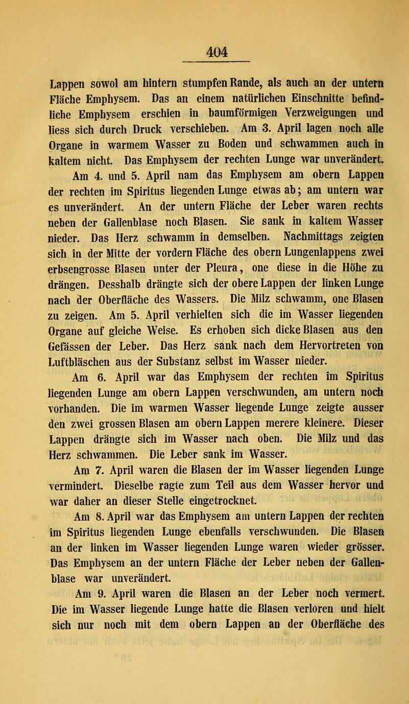 Lappen sowol am hintern stumpfen Rande, als auch an der untern Fläche Emphysem. Das an einem natürlichen Einschnitte hefind- liche Emphysem erschien in baumförmigen Verzweigungen und liess sich durch Druck verschieben. Am 3. April lagen noch alle Organe in warmem Wasser zu Boden und schwammen auch in kaltem nicht. Das Emphysem der rechten Lunge war unverändert. Am 4. und 5. April nam das Emphysem am obern Lappen der rechten im Spiritus liegenden Lunge etwas ab; am untern war es unverändert. An der untern Fläche der Leber waren rechts neben der Gallenblase noch Blasen. Sie sank in kaltem Wasser nieder. Das Herz schwamm in demselben. Nachmittags zeigten sich in der Mitte der vordem Fläche des obern Lungenlappens zwei erbsengrosse Blasen unter der Pleura, one diese in die Höhe zu drängen. Desshalb drängte sich der obere Lappen der linken Lunge nach der Oberfläche des Wassers. Die Milz schwamm, one Blasen zu zeigen. Am 5. April verhielten sich die im Wasser liegenden Organe auf gleiche Weise. Es erhoben sich dicke Blasen aus den Gefässen der Leber. Das Herz sank nach dem Hervortreten von Luftbläschen aus der Substanz selbst im Wasser nieder. Am 6. April war das Emphysem der rechten im Spiritus liegenden Lunge am obern Lappen verschwunden, am untern noch vorhanden. Die im warmen Wasser liegende Lunge zeigte ausser den zwei grossen Blasen am obern Lappen merere kleinere. Dieser Lappen drängte sich im Wasser nach oben. Die Milz und das Herz schwammen. Die Leber sank im Wasser. Am 7. April waren die Blasen der im Wasser liegenden Lunge vermindert. Dieselbe ragte zum Teil aus dem Wasser hervor und war daher an dieser Stelle eingetrocknet. Am 8. April war das Emphysem am untern Lappen der rechten im Spiritus liegenden Lunge ebenfalls verschwunden. Die Blasen an der linken im Wasser hegenden Lunge waren wieder grösser. Das Emphysem an der untern Fläche der Leber neben der Gallen- blase war unverändert. Am 9. April waren die Blasen an der Leber noch vermert. Die im Wasser hegende Lunge hatte die Blasen verloren und hielt sich nur noch mit dem obern Lappen an der Oberfläche des
