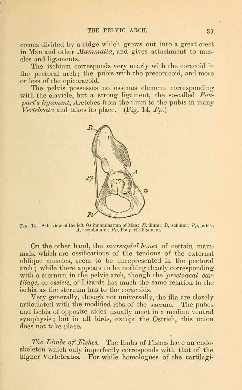 comes divided by a ridge which grows out into a great crest in Man and other Mammalia^ and gives attachment to mus- cles and ligaments. The ischium corresponds very nearly with the coracoid in the pectoral arch; the pubis with the precoracoid, and more or less of the epicoracoid. The pelvis possesses no osseous element corresponding with the clavicle, but a strong ligament, the so-called Poii- parfs ligament^ stretches from the ilium to the pubis in many Yertebrata and takes its place. (Fig. 14, Pp,) YWr. 14.—Side-yiew of the left Os innominatum of Man: II, ilium; is, ischium; Pp, pubis; A^ acetabulum; Pp, Poupart's ligament. On the other hand, the marsupial hones of certain mam- mals, which are ossifications of the tendons of the external oblique muscles, seem to be unrepresented in the pectoral arch ; while there appears to be nothing clearly corresponding with a sternum in the pelvic arch, though the predoacal car- tilage^ or ossicle, of Lizards has much the same relation to the ischia as the sternum has to the coracoids. Very generally, though not universally, the ilia are closely articulated with the modified ribs of the sacrum. The pubes and ischia of opposite sides usually meet in a median ventral symphysis; but in all birds, except the Ostrich, this union does not take place. The Limbs of Fishes.—The limbs of Fishes have an endo- skeleton which only imperfectly corresponds with that of the higher Vertebrates. For while homologues of the cartilagi-