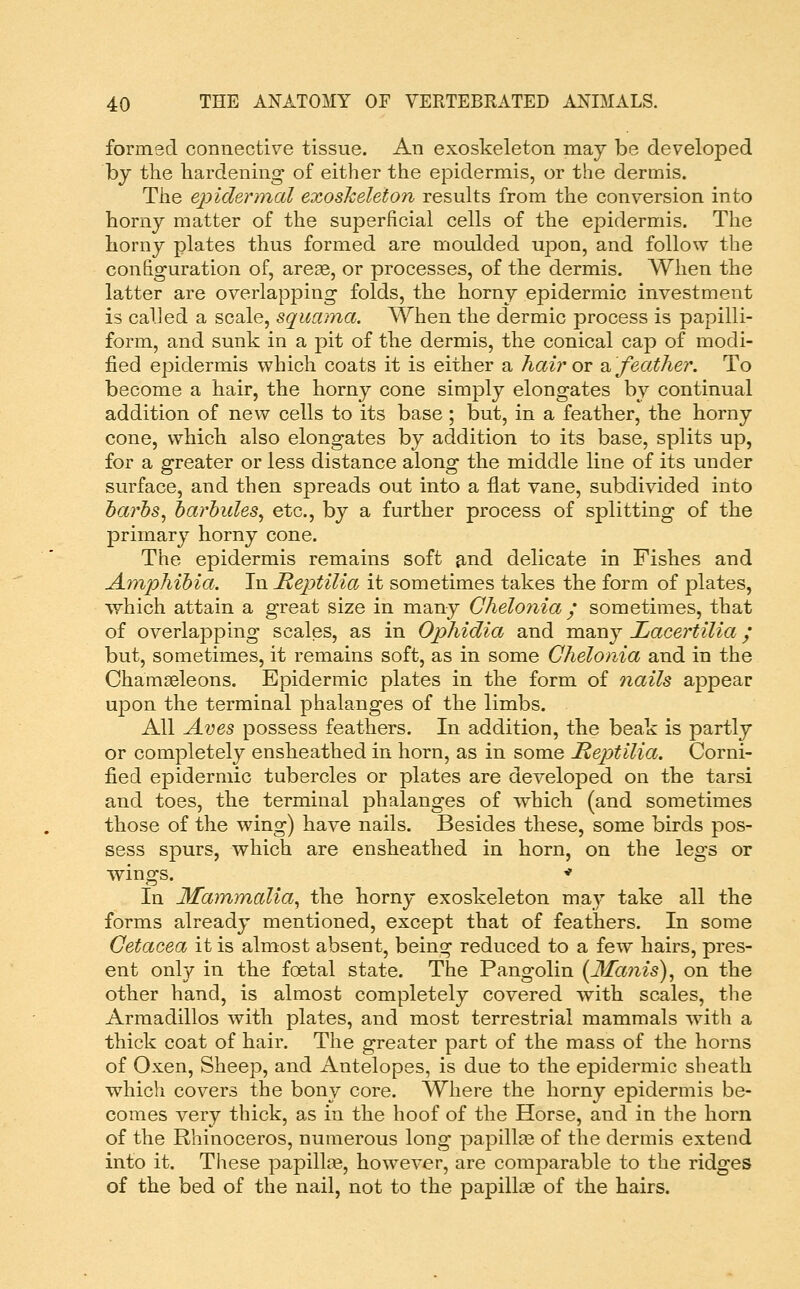 formsd connective tissue. An exoskeleton may be developed by the hardening of either the epidermis, or the dermis. The epidennal exoskeleton results from the conversion into horny matter of the superficial cells of the epidermis. The horny plates thus formed are moulded upon, and follow the configuration of, are^e, or processes, of the dermis. When the latter are overlapping folds, the horny epidermic investment is called a scale, squama. When the dermic process is papilli- form, and sunk in a pit of the dermis, the conical cap of modi- fied epidermis which coats it is either a hair or a feather. To become a hair, the horny cone simply elongates by continual addition of new cells to its base; but, in a feather, the horny cone, which also elongates by addition to its base, splits up, for a greater or less distance along the middle line of its under surface, and then spreads out into a flat vane, subdivided into harhs^ harhules^ etc., by a further process of splitting of the primary horny cone. The epidermis remains soft ^nd delicate in Fishes and Amphibia. In Reptilia it sometimes takes the form of plates, -which attain a great size in many Ghelonia / sometimes, that of overlapping scales, as in Ophidia and many Lacertilia; but, sometimes, it remains soft, as in some Ghelonia and in the Chamseleons. Epidermic plates in the form of nails appear upon the terminal phalanges of the limbs. All Aves possess feathers. In addition, the beak is partly or completely ensheathed in horn, as in some Reptilia. Corni- fied epidermic tubercles or plates are developed on the tarsi and toes, the terminal phalanges of which (and sometimes those of the wing) have nails. Besides these, some birds pos- sess spurs, which are ensheathed in horn, on the legs or wings. * In Mammalia^ the horny exoskeleton may take all the forms already mentioned, except that of feathers. In some Getacea it is almost absent, being reduced to a few hairs, pres- ent only in the foetal state. The Pangolin [Manis)^ on the other hand, is almost completely covered with scales, the Armadillos with plates, and most terrestrial mammals with a thick coat of hair. The greater part of the mass of the horns of Oxen, Sheep, and Antelopes, is due to the epidermic sheath which covers the bony core. Where the horny epidermis be- comes very thick, as in the hoof of the Horse, and in the horn of the Rhinoceros, numerous long papilla3 of the dermis extend into it. These papillae, however, are comparable to the ridges of the bed of the nail, not to the papillae of the hairs.