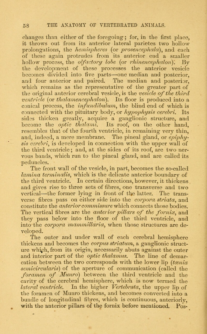 changes tlian either of the foregoing; for, in the first place, it throws out from its anterior lateral parietes two hollow pralongations, the hemispheres (or prosencephalci)^ and each of these again protrudes from its anterior end a smaller hollow process, the olfactory lohe (or rhinencepjhcdoii)'. By the deyelojDment of these processes the anterior vesicle becomes divided into five parts—one median and posterior, and four anterior and paired. The median and posterior, which remains as the representative of the greater part of the original anterior cerebral vesicle, is the vesicle of the third ventricle (or thalamencephalon). Its floor is produced into a conical process, the infunclihulum^ the blind end of which is connected with the pituitary body, or hypophysis cerebri. Its sides thicken greatly, acquire a ganglionic structure, and become the optic thalami. Its roof, on the other hand, resembles that of the fourth ventricle, in remaining very thin, and, indeed, a mere membrane. The pineal gland, or epiphy- sis cerebri^ is developed in connection with the upper wall of the third ventricle; and, at the sides of its roof, are two ner- vous bands, which run to the pineal gland, and are called its peduncles. The front wall of the vesicle, in part, becomes the so-called lamina terminalis, which is the delicate anterior boundary of the third ventricle. In certain directions, however, it thickens. and gives rise to three sets of fibres, one transverse and two vertical—the former lying in front of the latter. The trans- verse fibres pass on either side into the corpora striata, and constitute the a?iterior com,missicre which connects those bodies. The vertical fibres are the a?Uerior ^nllars of the fornix, and they pass below into the floor of the third ventricle, and into'the corpora 'mammillaria, when those structures are de- veloped. The outer and under wall of each cerebral hemisphere thickens and becomes the corpus striatum, a ganglionic struct- ure whiph, from its origin, necessarily abuts against the outer and interior part of the op)tic thalamus. The line of demar- cation between the two corresponds with the lower lip {taenia, semicircular is) of the aperture of communication (called the foramen of Munro) between the third ventricle and the cavity of the cerebral hemisphere, which is now termed the lateral ventricle. In the higher Yertebrata, the upper lip of the foramen of Munro thickens, and becomes converted into a bundle of longitudinal fibres, w^hicli is continuous, anteriorly, ■with the anterior pillars of the fornix before mentioned. Pos-