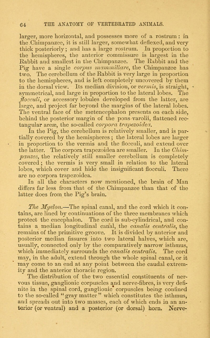 larger, more horizontal, and possesses more of a rostrum : in the.Chimpanzee, it is still larger, somewhat deflexed. and very thick posteriorly; and has a large rostrum. In proportion to the hemispheres, the anterior commissure is largest in the Rabbit and smallest in the Chimpanzee. The Rabbit and the Pig have a single corpus inammillare, the Chimpanzee has two. The cerebellum of the Rabbit is very large in proportion to the hemispheres, and is left completely uncovered by them in the dorsal view. Its median division, or vermis^ is straight, symmetrical, and large in proportion to the lateral lobes. The flocculi^ or accessory lobules developed from the latter, are large, and project far beyond the margins of the lateral lobes. The ventral face of the metencephalon presents on each side, behind the posterior margin of the pons varolii, flattened rec- tangular arese, the so-called corpora trapezoidea. In the Pig, the cerebellum is relatively smaller, and is par- tially covered by the hemispheres ; the lateral lobes are larger in proportion to the vermis and the flooculi, and extend over the latter. The corpora trapezoidea are smaller. In the Chim- pcinzes, the relatively still smaller cerebellum is completely covered ; the vermis is very smaU in relation to the lateral lobes, which cover arid hide the insignificant flocculi. There are no corpora trapezoidea. In all the characters now mentioned, the brain of Man differs far less from that of the Chimpanzee than that of the latter does from the Pig's brain. The Myelon.—The spinal canal, and the cord which it con- tains, are lined by continuations of the three membranes which protect the encephalon. The cord is sub-cylindrical, and con- tains a median longitudinal canal, the canalis centralis^ the remains of the primitive groove. It is divided by anterior and posterior median fissures into two lateral halves, which are, usually, connected only by the comparatively narrow isthmus, which immediately surrounds the canalis centralis. The cord may, in the adult, extend through the whole spinal canal, or it may come to an end at any point between the caudal extrem- ity and the anterior thoracic region. The distribution of the two essential constituents of ner- vous tissue, ganglionic corpuscles and nerve-fibres, is very defi- nite in the spinal cord, ganglionic corpuscles being confined to the so-called gray matter which constitutes the isthmus, and spreads out into two masses, each of which ends in an an- terior (or ventral) and a posterior (or dorsal) horn. Nerve-