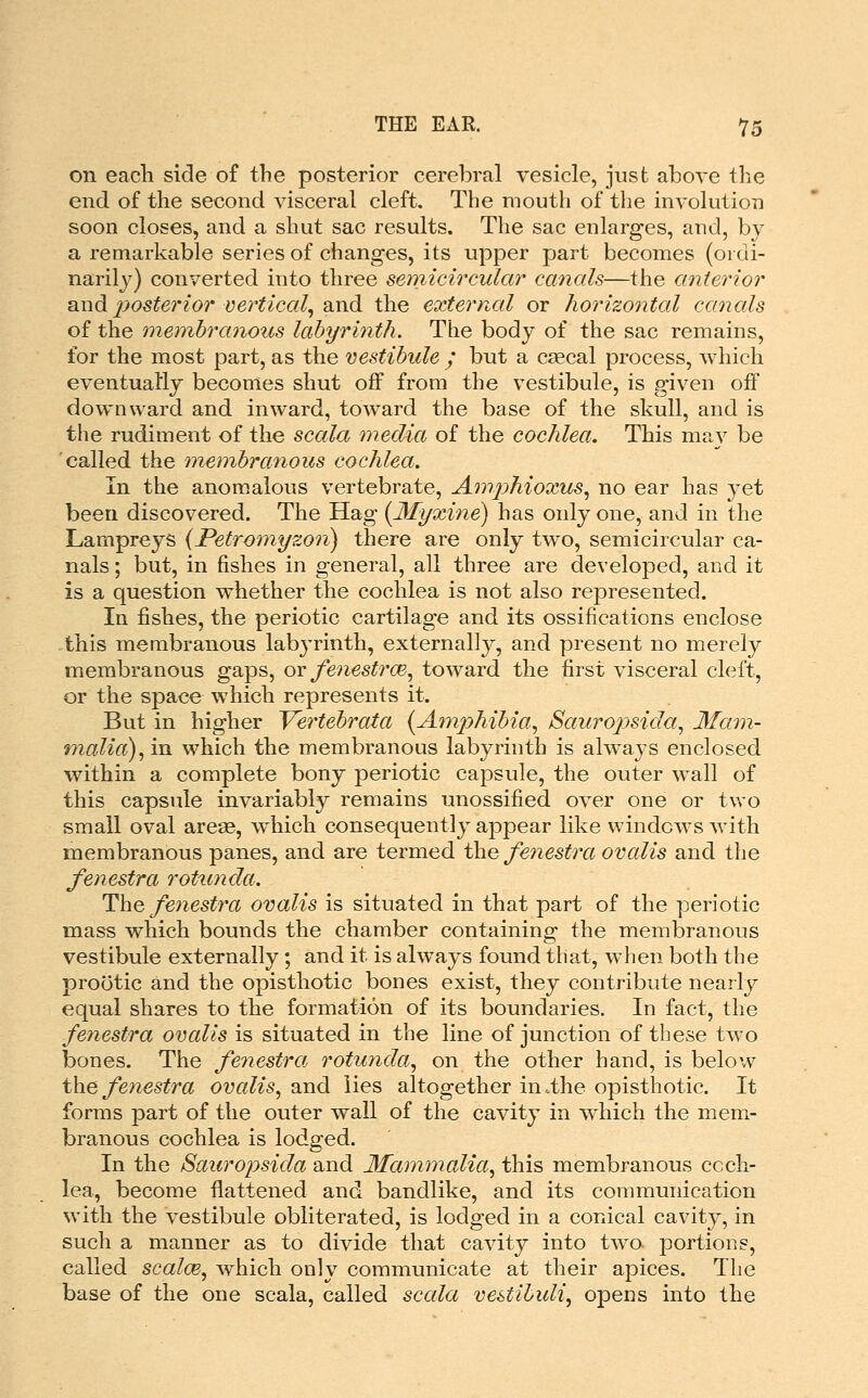 on eacli side of the posterior cerebral vesicle, just above the end of the second visceral cleft. The mouth of the involution soon closes, and a shut sac results. The sac enlarges, aud, by a remarkable series of changes, its upper part becomes (ordi- narily) converted into three semicircular cancds—the anterior and 2)Osterior vertical, and the external or horizontal canals of the memhranotis labyrinth. The body of the sac remains, for the most part, as the vestibule ; but a c^ecal process, which eventually becomes shut off from the vestibule, is given off downward and inward, toward the base of the skull, and is the rudiment of the scala media of the cochlea. This may be called the membranous cochlea. In the anomalous vertebrate, Amphioxus, no ear has yet been discovered. The Hag (3Ii/xine) has only one, and in the Lampreys {Petromyzon) there are only two, semicircular ca- nals ; but, in fishes in general, all three are developed, and it is a question whether the cochlea is not also represented. In fishes, the periotic cartilage and its ossifications enclose this membranous labyrinth, externally, and present no merely membranous gaps, ov fenestra, toward the first visceral cleft, or the space which represents it. But in higher Yertebrata {Amphibia.^ Sauropsida, 3fam- 9nalia), in which the membranous labyrinth is ahvays enclosed within a complete bony periotic capsule, the outer wall of this capsule invariably remains unossified over one or two small oval arese, w^iich consequently appear like windows with membranous panes, and are termed the fenestra ovalis and the fenestra rotunda. The fenestra ovalis is situated in that part of the periotic mass which bounds the chamber containing the membranous vestibule externally ; and it is always found that, when both the prootic and the opisthotic bones exist, they contribute nearly equal shares to the formation of its boundaries. In fact, the fenestra avails is situated in the line of junction of these two bones. The fenestra rotunda, on the other hand, is below t\iQ feyiestra ovalis, and lies altogether in .the opisthotic. It forms part of the outer wall of the cavity in which the mem- branous cochlea is lodged. In the 8auropsida and Mammalia, this membranous coch- lea, become flattened and bandlike, and its communication with the vestibule obliterated, is lodged in a conical cavity, in such a manner as to divide that cavity into two- portions, called scalcB, which only communicate at their apices. The base of the one scala, called sccda vestiluli, opens into the