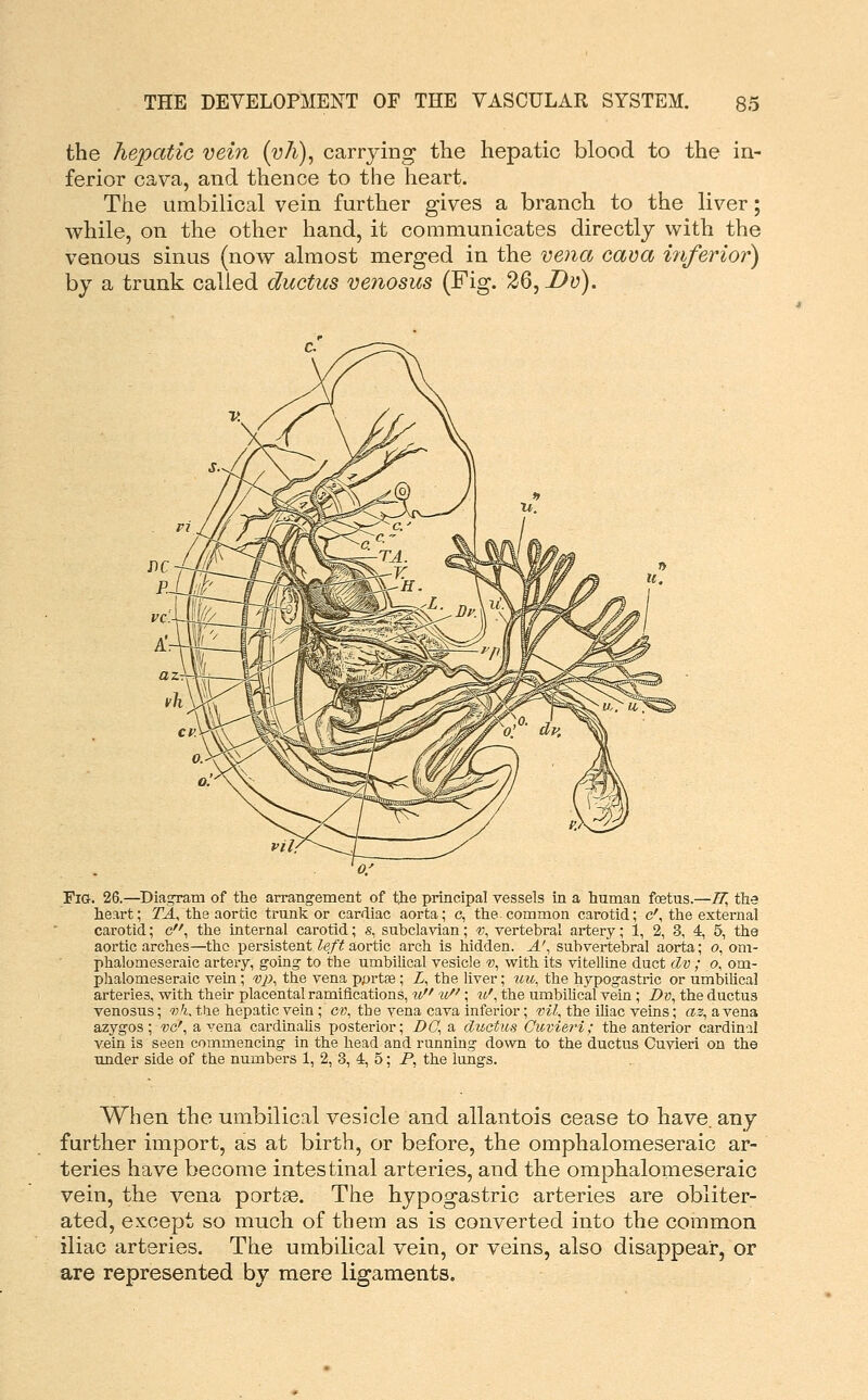 the hepatic vein (vh), carrying the hepatic blood to the in- ferior cava, and thence to the heart. The umbilical vein further gives a branch to the liver; while, on the other hand, it communicates directly with the venous sinus (now almost merged in the vena cava i?iferior) by a trunk called ductus venosus (Fig. 26, Dv). Fig. 26.—^Diagram of the arrang'ement of tjie principal vessels in a human foetus.—TT, the heart; 714, the aortic trunk or cardiac aorta; c, the common carotid; c^ the external carotid; c, the internal carotid; s, subclavian; 'V, vertebral artery; i, 2, 3, 4, 5, the aortic arches—the persistent left aortic arch is hidden. A', subvertebral aorta; o, om- phalomeseraic artery, going to the umbilical vesicle «, with its vitelline duct dv ; o\ om- plialomeseraic vein ; vp, the vena pyrtse; Z, the liver; uu, the hypogastric or umbiUcal arteries, with their placental ramifications, ti ii/'; ii'^ the umbiUcal vein ; Z>a, the ductus venosus; i;';,, tiie hepatic vein ; c?;, the vena cava inferior; mZ, the ihac veins; a.?, a vena azygos ; -bc', a vena cardinaUs posterior; Z>(7, a duetus Oiovieri; the anterior cardinal vein is seen commencing in the head and running down to the ductus Cuvleri on the under side of the numbers 1, 2, 3, 4, 5; P, the lungs. When the umbilical vesicle and allantois cease to have, any further import, as at birth, or before, the omphalomeseraic ar- teries have become intestinal arteries, and the omphalomeseraic vein, the vena portee. The hypogastric arteries are obliter- ated, except so much of them as is converted into the common iliac arteries. The umbilical vein, or veins, also disappear, or are represented by mere ligaments.