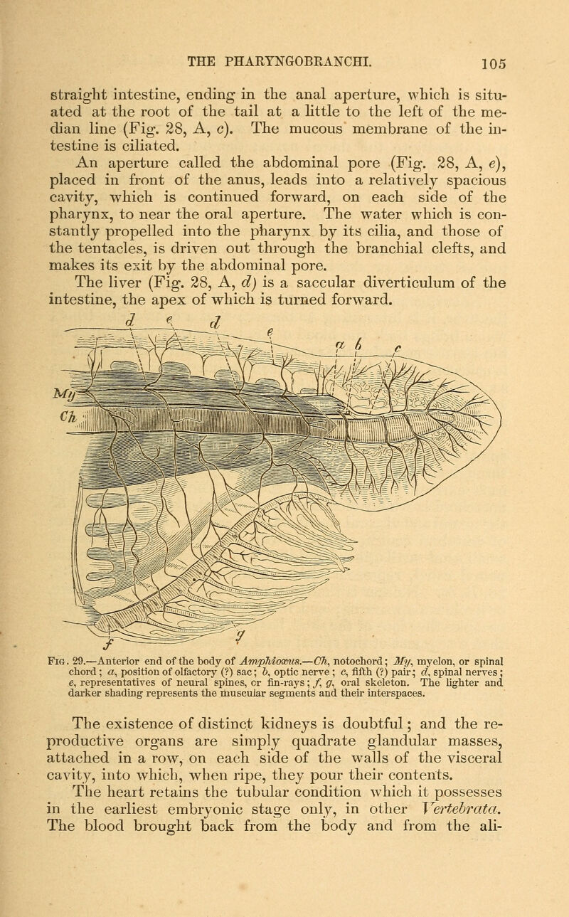 straight intestine, ending in the anal aperture, which is situ- ated at the root of the tail at a little to the left of the me- dian line (Fig. 28, A, c). The mucous membrane of the in- testine is ciliated. An aperture called the abdominal pore (Fig. 28, A, e), placed in front of the anus, leads into a relatively spacious cavity, which is continued forward, on each side of the pharynx, to near the oral aperture. The water which is con- stantly propelled into the pharynx by its cilia, and those of the tentacles, is driven out through the branchial clefts, and makes its exit by the abdominal pore. The liver (Fig. 28, A, d) is a saccular diverticulum of the intestine, the apex of which is turned forward. ^ \ cl Fig. 29.—Anterior end of the body of AmpTiioxtis.—(7A, notochord; My^ myelon, or spinal chord ; «, position of oltactory (?) sac; &, optic nerve ; c, fifth (?) pair, <?, spinal nerves ; e, representatives of neural spines, or fin-rays; /, g, oral skeleton. The lighter and darker shading represents the muscular segments and then- interspaces. The existence of distinct kidneys is doubtful; and the re- productive organs are simply quadrate glandular masses, attached in a row, on each side of the walls of the visceral caAdty, into which, when ripe, they pour their contents. The heart retains the tubular condition w^hich it possesses in the earliest embryonic stage only, in other Yertebrata. The blood brought back from the body and from the ali-