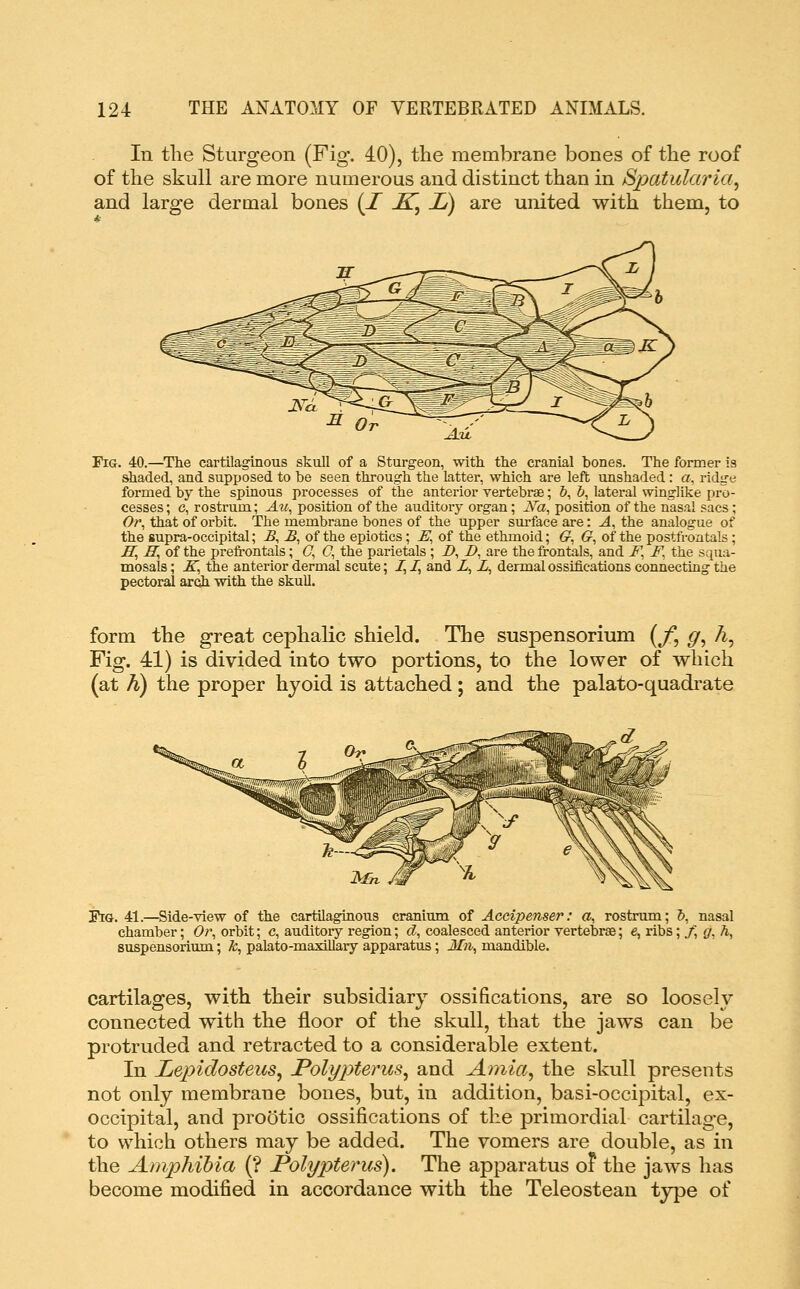 In tlie Sturgeon (Fig. 40), the membrane bones of the roof of the skull are more numerous and distinct than in Spatularia^ and large dermal bones (I K^ JO) are united with them, to Fig. 40.—The cartilaginous skull of a Sturgeon, with the cranial bones. The former is shaded, and supposed to be seen through the latter, which are left unshaded : a. ridge formed by the spinous processes of the anterior vertebrae; &, &, lateral winglike pro- cesses; c, rostrum; Au^ position of the auditory organ; Na^ position of the nasal sacs ; Or^ that of orbit. The membrane bones of the upper sm-face are: A^ the analogue of the supra-occipital; B^ B^ of the epiotics; E^ of the ethmoid; G^ G^ of the posttVoatals; E^ H^oi the preft-ontals; (7, O^ the parietals ; D, i>, are the frontals, and F. F, the squa- mosals; K, the anterior dermal scute; 1,1, and Z, i, dermal ossifications connectiag the pectoral arch with the skull. form the great cephalic shield. The suspensorium (/, g^ A, Fig. 41) is divided into two portions, to the lower of which (at h) the proper hjoid is attached; and the palato-quadrate Pig. 41.—Side-view of the cartilaginous cranium of Accipenser: a, rostrum; &, nasal chamber; Or, orbit; c, auditory region; d, coalesced anterior vertebrae; e, ribs;./, g, h, suspensorium; k, palato-maxillaiy apparatus; Mn, mandible. cartilages, with their subsidiary ossifications, are so loosely connected with the floor of the skull, that the jaws can be protruded and retracted to a considerable extent. In Lepidosteus^ Polypterus^ and Amia, the skull presents not only membrane bones, but, in addition, basi-occipital, ex- occipital, and prootic ossifications of the primordial cartilage, to which others may be added. The vomers are double, as in the Amphibia (? Polypterus). The apparatus ol the jaws has become modified in accordance with the Teleostean type of