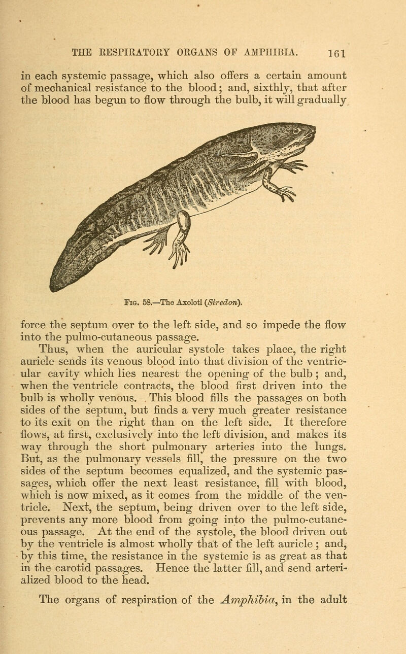 in each systemic passage, which also offers a certain amount of mechanical resistance to the blood; and, sixthly, that after the blood has begun to flow through the bulb, it will gradually Fig. 58.—The Axolotl (JSiredon). force the septum over to the left side, and so impede the flow into the pulmo-cutaneous passage. Thus, when the auricular systole takes place, the right auricle sends its venous blood into that division of the ventric- ular cavity which lies nearest the opening of the bulb; and, when the ventricle contracts, the blood first driven into the bulb is wholly venous. . This blood fills the passages on both sides of the septum, but finds a very much greater resistance to its exit on the right than on the left side. It therefore flows, at first, exclusively into the left division, and makes its way through the short pulmonary arteries into the lungs. But, as the pulmonary vessels fill, the pressure on the two sides of the septum becomes equalized, and the systemic pas- sages, which offer the next least resistance, fill with blood, which is now mixed, as it comes froni the middle of the ven- tricle. Next, the septum, being driven over to the left side, prevents any more blood from going into the pulmo-cutane- ous passage. At the end of the systole, the blood driven out by the ventricle is almost wholly that of the left auricle ; and, by this time, the resistance in the systemic is as great as that in the carotid passages. Hence the latter fill, and send arteri- alized blood to the head. The organs of respiration of the Amphibia^ in the adult