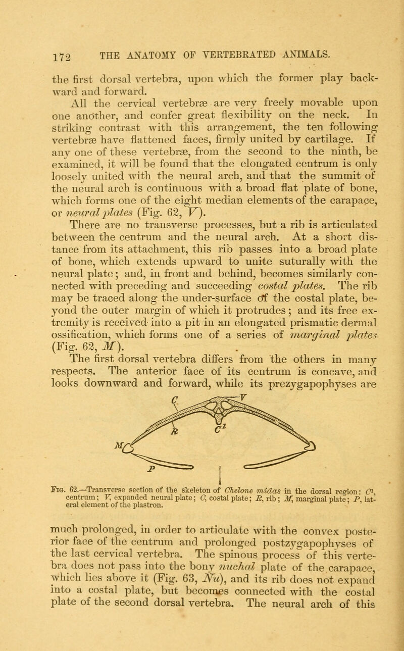 the first dorsal vertebra, upon which the foraier play back- ward and forward. All the cervical vertebrae are very freely movable upon one another, and confer great flexibility on the neck. In striking contrast with this arrangement, the ten follomng vertebrae have flattened faces, firmly united by cartilage. If any one of these vertebrae, from the second to the ninth, be examined, it will be found that the elongated centrum is only loosely united with the neural arch, and that the summit of the neural arch is continuous with a broad flat plate of bone, which forms one of the eight median elements of the carapace, or neural plates (Fig. 62, Y). There are no transverse processes, but a rib is articulated between the centrum and the neural arch. At a short dis- tance from its attachment, this rib passes into a broad plate of bone, which extends upward to unite suturally with the neural plate; and, in front and behind, becomes similarly con- nected with preceding and succeeding costal plates. The rib may be traced along the under-surface of the costal plate, be- yond the outer margin of which it protrudes; and its free ex- tremity is received into a pit in an elongated prismatic dermal ossification, which forms one of a series of marginal platei (Fig. 62, M). The first dorsal vertebra differs from the others in many respects. The anterior face of its centrum is concave, and looks downward and forward, while its prezygapophyses are c ..-^^y \ 1 Fig. 62.—Transverse section of tlie skeleton of Chelone midas in the dorsal retnon • (Ji- centrum; V, expanded neural plate; (7, costal plate; B, rib; M. marginal plate; F lat- eral element of the plastron. much prolonged, in order to articulate with the convex poste- rior face of the centrum and prolonged postzygapophyses of the last cervical vertebra. The spinous process of this verte- bra does not pass into the bony nuchal plate of the carapace, which lies above it (Fig. 63, isTii), and its rib does not expand into a costal plate, but becomes connected with the costal plate of the second dorsal vertebra. The neural arch of this