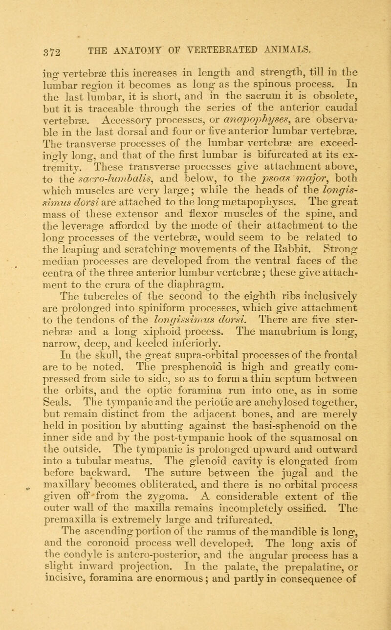 ing vertebrae this increases in length and strength, till in the lumbar region it becomes as long as the spinous process. In the last lumbar, it is short, and in the sacrum it is obsolete, but it is traceable through the series of the anterior caudal vertebrae. Accessory jDrocesses, or anapophyses^ are observa- ble in the last dorsal and four or five anterior lumbar vertebrae. The transverse processes of the lumbar vertebra^ are exceed- ino'lv long, and that of the first lumbar is bifurcated at its ex- tremity. These transverse jDrocesses give attachment above, to the sacro-lwnhalis^ and below, to the psoas major^ both which muscles are very large; while the heads of the longis- simus dorsi are attached to the long metapophvses. The great mass of these extensor and flexor muscles of the spine, and the leverage afforded by the mode of their attachment to the long processes of the vertebrae, would seem to be related to the leaping and scratching movements of the Rabbit. Strong- median processes are developed from the ventral faces of the centra of the three anterior lumbar vertebrae; these give attach- ment to the crura of the diaphragm. The tubercles of the second to the eighth ribs inclusively are prolonged into spiniform processes, which give attachment to the tendons of the longissimus dorsi. There are five ster- nebrse and a long xiphoid process. The manubrium is long, narrow, deep, and keeled interiorly. In the skull, the great supra-orbital processes of the frontal are to be noted. The presphenoid is high and greatly com- pressed from side to side, so as to form a thin septum between the orbits, and the optic foramina run into one, as in some Seals. The tympanic and the periotic are anchylosed together, but remain distinct from the adjacent bones, and are merely held in position by abutting against the basi-sphenoid on the inner side and by the post-tympanic hook of the scjuamosal on the outside. The tympanic is prolonged upward and outward into a tubular meatus. The glenoid cavity is elongated from before backward. The suture between the jugal and the maxillary becomes obliterated, and there is no orbital process given off •'from the zygoma. A considerable extent of the outer wall of the maxilla remains incompletely ossified. The premaxilla is extremely large and trifurcated. The ascending portion of the ramus of the mandible is long, and the coronoid process well developed. The long axis of the cond3de is antero-posterior, and the angular process has a slight inward projection. In the palate, the prepalatine, or incisive, foramina are enormous; and partly in consequence of