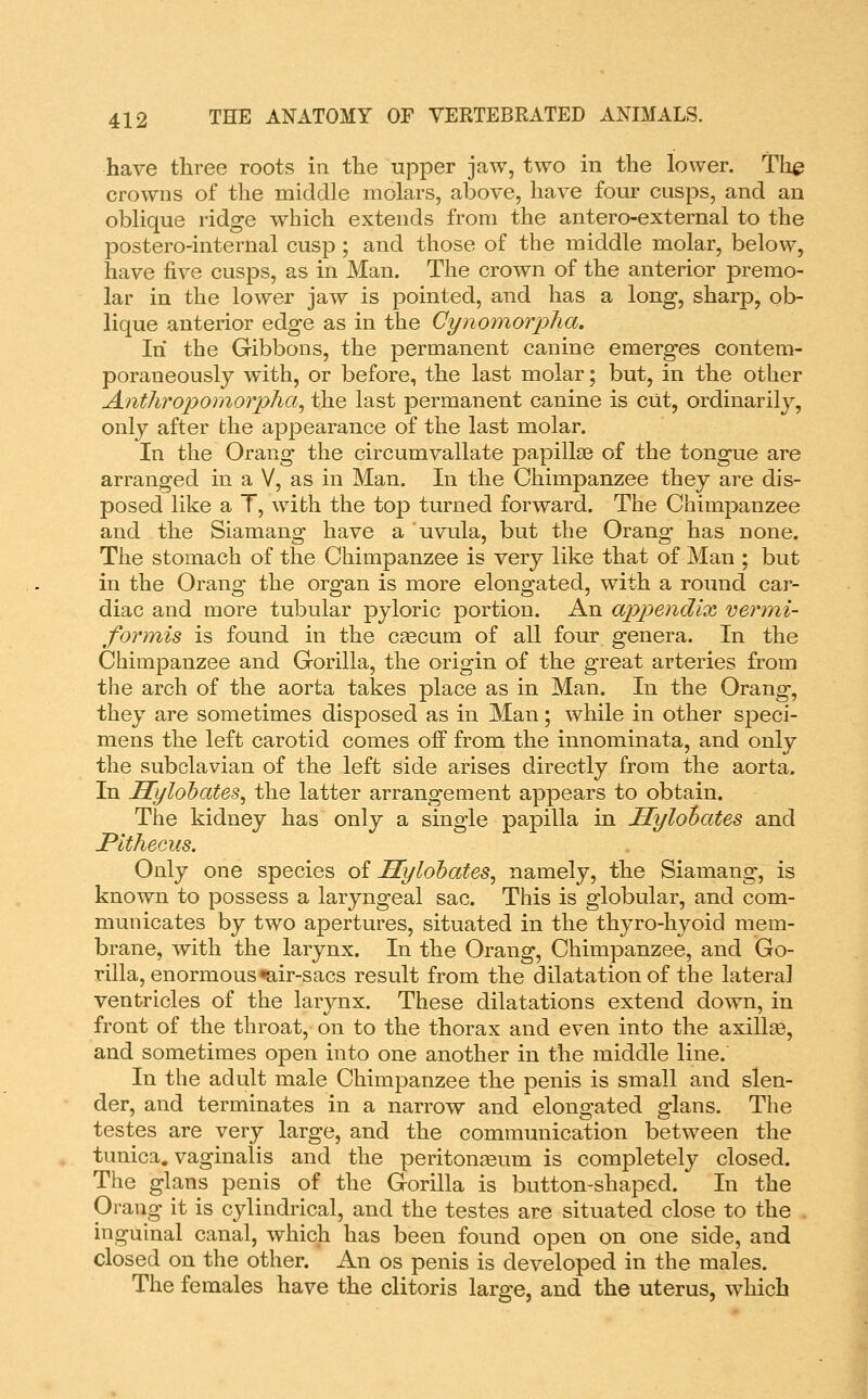 have three roots in the tipper jaw, two in the lower. Th^ crowns of the middle molars, above, have four cusps, and an oblique ridge which extends from the antero-external to the postero-internal cusp ; and those of the middle molar, below, have five cusps, as in Man. The crown of the anterior premo- lar in the lower jaw is pointed, and has a long, sharp, ob- lique anterior edge as in the Cynoraorpha. In the Gibbons, the permanent canine emerges contem- poraneously with, or before, the last molar; but, in the other Anthropomorpha^ the last permanent canine is cut, ordinarily, only after the appearance of the last molar. In the Orang the circumvallate papillae of the tongue are arranged in a V, as in Man. In the Chimpanzee they are dis- posed like a T, with the top turned forward. The Chimpanzee and the Siamang have a uvula, but the Orang has none. The stomach of the Chimpanzee is very like that of Man ; but in the Orang the organ is more elongated, with a round car- diac and more tubular pyloric portion. An appendix vermi- formis is found in the c^cum of all four genera. In the Chimpanzee and Gorilla, the origin of the great arteries from the arch of the aorta takes place as in Man. In the Orang, they are sometimes disposed as in Man; while in other speci- mens the left carotid comes off from the innominata, and only the subclavian of the left side arises directly from the aorta. In Hylohates, the latter arrangement appears to obtain. The kidney has only a single papilla in Hylohates and Pltheeus. Only one species oi Hylohates, namely, the Siamang, is known to possess a laryngeal sac. This is globular, and com- municates by two apertures, situated in the thyro-hyoid mem- brane, with the larynx. In the Orang, Chimpanzee, and Go- rilla, enormous «air-sacs result from the dilatation of the lateral ventricles of the larynx. These dilatations extend down, in front of the throat, on to the thorax and even into the axillae, and sometimes open into one another in the middle line. In the adult male Chimpanzee the penis is small and slen- der, and terminates in a narrow and elongated glans. The testes are very large, and the communication between the tunica, vaginalis and the peritonaeum is completely closed. The glans penis of the Gorilla is button-shaped. In the Orang it is cylindrical, and the testes are situated close to the inguinal canal, which has been found open on one side, and closed on the other. An os penis is developed in the males. The females have the clitoris large, and the uterus, w^hich