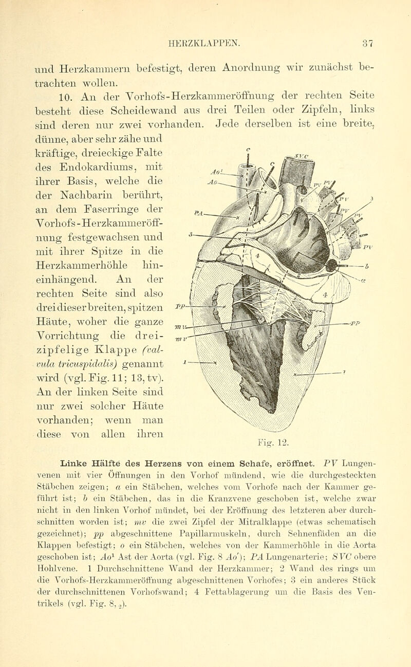 und Herzkammern befestigt, deren Anordnung wir zunächst be- trachten wollen. 10. An der Vorhofs -Herzkammeröffnung der rechten Seite bestellt diese Scheidewand aus drei Teilen oder Zipfeln, links sind deren nur zwei vorhanden. Jede derselben ist eine breite, dünne, aber sehr zähe und kräftige, dreieckige Falte des Endokardiums, mit ihrer Basis, welche die der Nachbarin berührt, an dem Faserringe der Vorhofs -Herzkammeröff- nung festgewachsen und mit ihrer Spitze in die Herzkammerhöhle hin- einhängend. An der rechten Seite sind also drei dieser breiten, spitzen Tp Häute, woher die ganze Vorrichtung die drei- zipfelige Klappe fval- vula tricuspidalis) genannt wird (vgl. Fig. 11; 13, tv). An der linken Seite sind nur zwei solcher Häute vorhanden; wenn man diese von allen ihren Fig. 12. Linke Hälfte des Herzens von einem Schafe, eröffnet. PV Lungen- venen mit vier Öffnungen in den Vorhof mündend, wie die durchgesteckten Stäbchen zeigen; a ein Stäbchen, welches vom Vorhofe nach der Kammer ge- führt ist; b ein Stäbchen, das in die Kranzvene geschoben ist, welche zwar nicht in den linken Vorhof mündet, bei der Eröffnung des letzteren aber durch- schnitten worden ist; mv die zwei Zipfel der Mitralklappe (etwas schematisch gezeichnet); pp abgeschnittene Papillarmuskeln, durch Sehnenfäden an die Klappen befestigt; o ein Stäbchen, welches von der Kammerhöhle in die Aorta geschoben ist; Ao1 Ast der Aorta (vgl. Fig. 8 Ad); PA Lungenarterie; SVC obere Hohlvene. 1 Durchschnittene Wand der Herzkammer; 2 Wand des rings um die Vorhofs-Herzkammeröffnung abgeschnittenen Vorhofes; 3 ein anderes Stück der durchschnittenen Vorhofswand; 4 Fettablagerung um die Basis des Ven- trikels (vgl. Fig. 8,,).