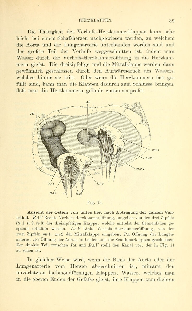 Die Thäfcigkeit der Vorhofs-Herzkammerklappen kann sehr leicht bei einem Schafsherzen nachgewiesen werden, an welchem die Aorta und die Lungenarterie unterbunden worden sind und der gröfste Teil der Vorhöfe weggeschnitten ist, indem man Wasser durch die Vorhofs-Herzkammeröffnung in die Herzkam- mern giefst. Die dreizipfelige und die Mitralklappe werden dann gewöhnlich geschlossen durch den Aufwärtsdruck des Wassers, welches hinter sie tritt. Oder wenn die Herzkammern fast ge- füllt sind, kann man die Klappen dadurch zum Schlüsse bringen, dafs man die Herzkammern gelinde zusammenprefst. Fig. 13. Ansicht der Ostien von unten her, nach Abtragung der ganzen Ven- trikel. RA V Rechte Vorhofs-Herzkammeröffnung, umgeben von den drei Zipfeln (föl, tv 2, tv 3) der dreizipfeligen Klappe, welche mittelst der Sehnenfäden ge- spannt erhalten werden. LAV Linke Vorhofs-Herzkammeröffnung, von den zwei Zipfeln mv 1, mv 2 der Mitralklappe umgeben; PA Öffnung der Lungen- arterie; AO Öffnung der Aorta; in beiden sind die Semilunarklappen geschlossen. Der dunkle Teil zwischen PA und BAV stellt den Kanal vor, der in Fig. 11 zu sehen ist. In gleicher Weise wird, wenn die Basis der Aorta oder der Lungenarterie vom Herzen abgeschnitten ist, mitsamt den unverletzten halbmondförmigen Klappen, Wasser, welches man in die oberen Enden der Gefäfse giefst, ihre Klappen zum dichten