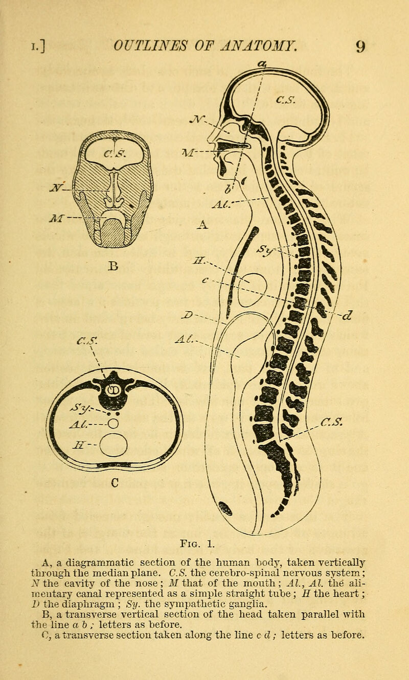 Fig. 1. A, a diagrammatic section of the human body, taken verfcieallj'- through the median plane. C.S. tlie cerebro-spinal nervous system; N the ea\aty of the nose ; M that of the mouth ; Al., Al. the ali- mentary canal represented as a simple straight tube; H the heart; D the diaphragm ; Sy. the sympathetic ganglia. B, a transverse vertical section of the head taken parallel with the line ah ; letters as before. C, a transverse section taken along the line c d; letters as before.