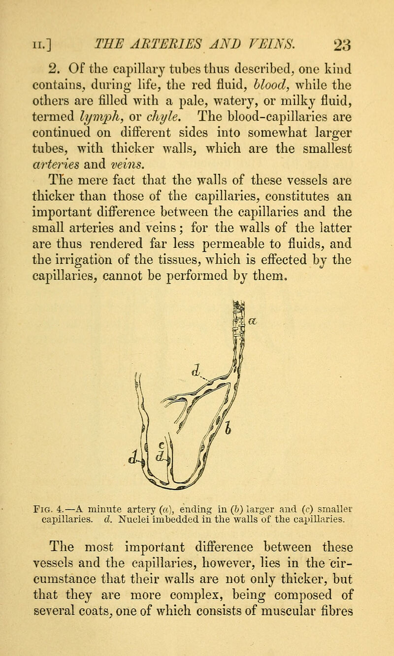 2. Of the capillary tubes thus described, one kind contains, during life, the red fluid, blood, while the others are filled with a pale, watery, or milky fluid, termed lymph, or chyle. The blood-capillaries are continued on diflerent sides into somewhat larger tubes, with thicker walls, which are the smallest arteries and veiiis. The mere fact that the walls of these vessels are thicker than those of the capillaries, constitutes an important diflTerence between the capillaries and the small arteries and veins; for the walls of the latter are thus rendered far less permeable to fluids, and the irrigation of the tissues, which is effected by the capillaries, cannot be performed by them. Fig. 4.—A minute artery (a), ending in (&) larger and (c) smaller capillaries, d. Nuclei Imbedded in tlie walls of the capillaries. The most important difference between these vessels and the capillaries, however, lies in the cir- cumstance that their walls are not only thicker, but that they are more complex, being composed of several coats, one of which consists of muscular fibres