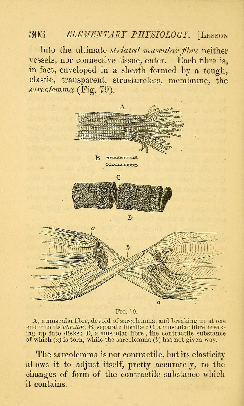 Into the ultimate striated muscular fibre neither vessels, nor connective tissue, enter. Each fibre is, in fact, enveloped in a sheath formed bj a tough, elastic, transjDarent, structureless, membrane, the sarcolemma (Fig. 79). A, a muscular fibre, devoid of sarnolemma, aud breaking up at one end into \tsfihrillai;'B, separate fibrillae; C, a muscular fibre break- ing up into disks; D, a muscular fibre , the contractile substance of which (a) is torn, while the sarcolemma (ft) has not given way. The sarcolemma is not contractile, but its elasticity allows it to adjust itself, pretty accurately, to the changes of form of the contractile substance which it contains.