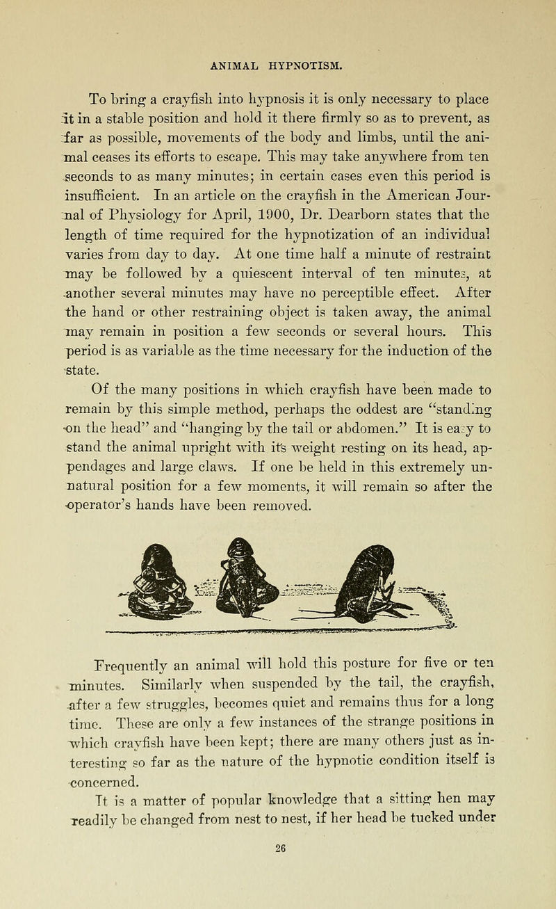 To bring a crayfish into hypnosis it is only necessary to place -it in a stable position and hold it there firmly so as to prevent, as :far as possible, movements of the body and limbs, until the ani- :inal ceases its efforts to escape. This may take anywhere from ten seconds to as many minutes; in certain cases even this period is insufficient. In an article on the crayfish in the American Jour- :iial of Physiology for April, 1900, Dr. Dearborn states that the length of time required for the hypnotization of an individual varies from day to day. At one time half a minute of restraint may be followed by a quiescent interval of ten minutes, at -another several minutes may have no perceptible effect. After the hand or other restraining object is taken away, the animal 7nay remain in position a few seconds or several hours. This period is as variable as the time necessary for the induction of the -state. Of the many positions in which crayfish have been made to remain by this simple method, perhaps the oddest are standing •on the head and ''hanging by the tail or abdomen. It is ea:y to stand the animal upright with it's weight resting on its head, ap- pendages and large claws. If one be held in this extremely un- laatural position for a few moments, it will remain so after the operator's hands have been removed. Frequently an animal will hold this posture for five or ten minutes. Similarly when suspended by the tail, the crayfish, -after a few struggles, becomes quiet and remains thus for a long time. These are only a few instances of the strange positions in ^hich crayfish have been kept; there are many others just as in- teresting so far as the nature of the hypnotic condition itself is concerned. It is a matter of popular knowledge that a sitting hen may Teadily be changed from nest to nest, if her head be tucked under